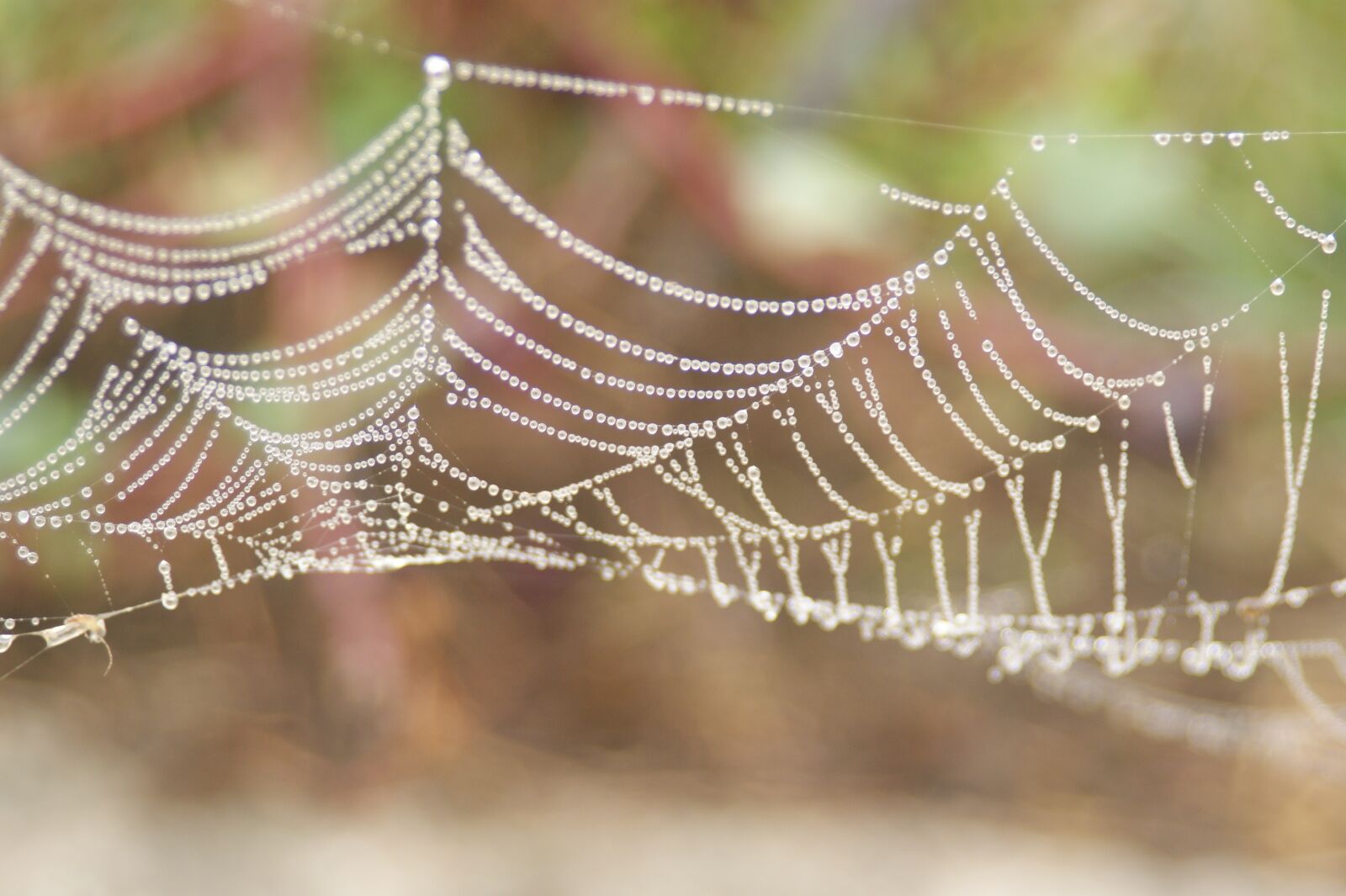 Sony Alpha DSLR-A350 sample photo. Water drops, spider web photography
