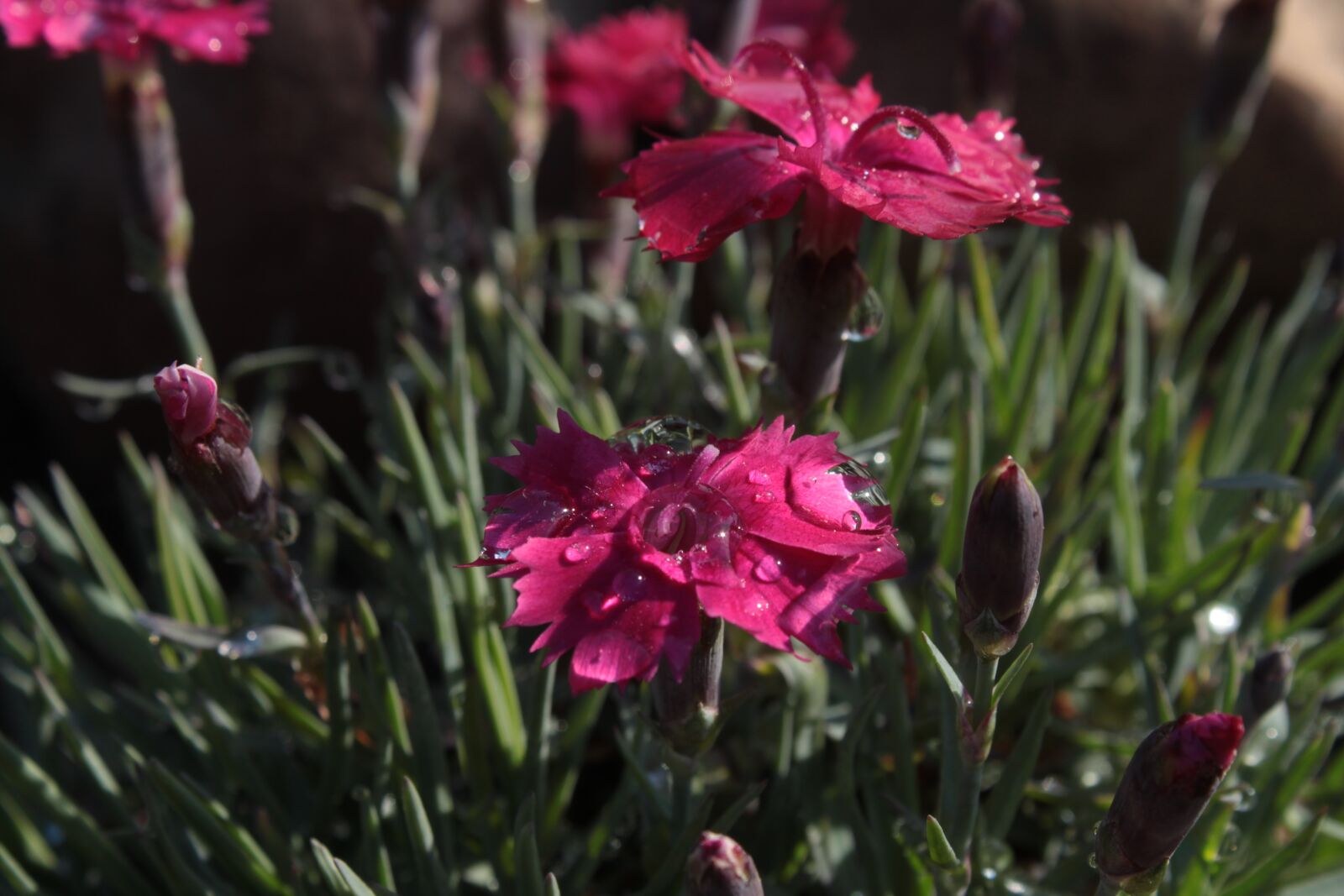 Canon EOS 500D (EOS Rebel T1i / EOS Kiss X3) sample photo. Pink, flower photography