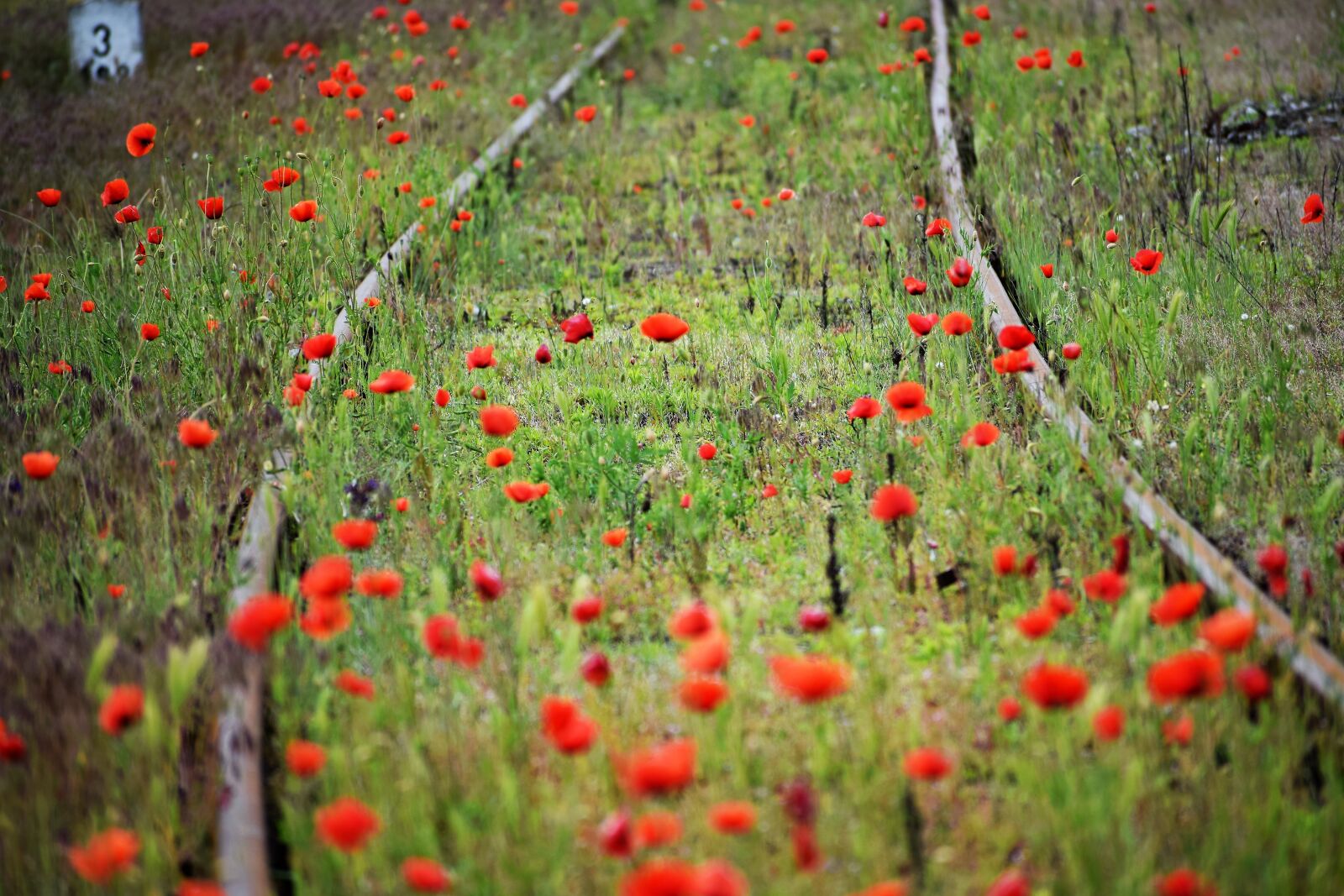 Nikon D3300 sample photo. Red poppies, green grass photography