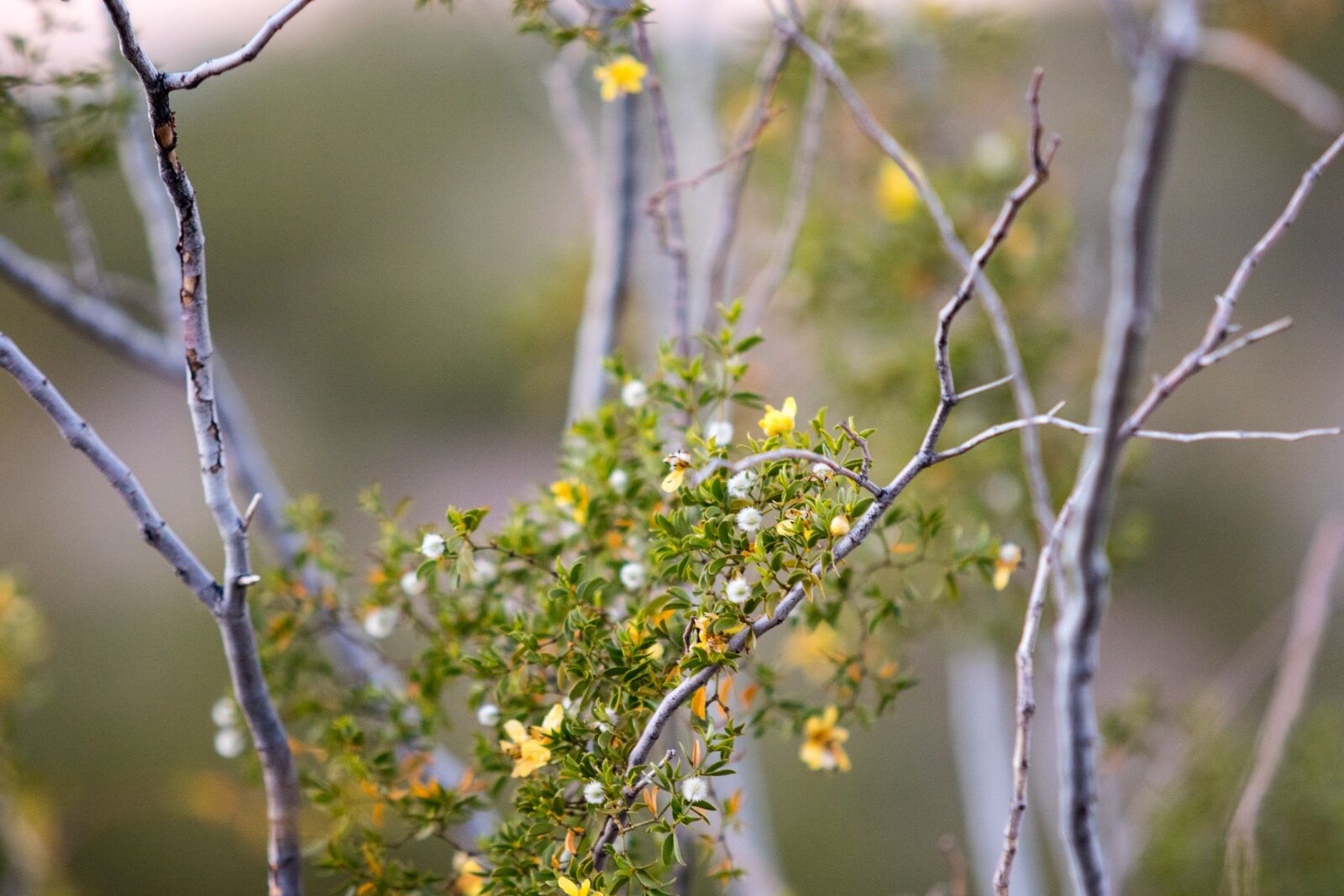 Canon EOS 7D Mark II + Canon EF 70-200mm F2.8L USM sample photo. Landscape, yellow, nature photography