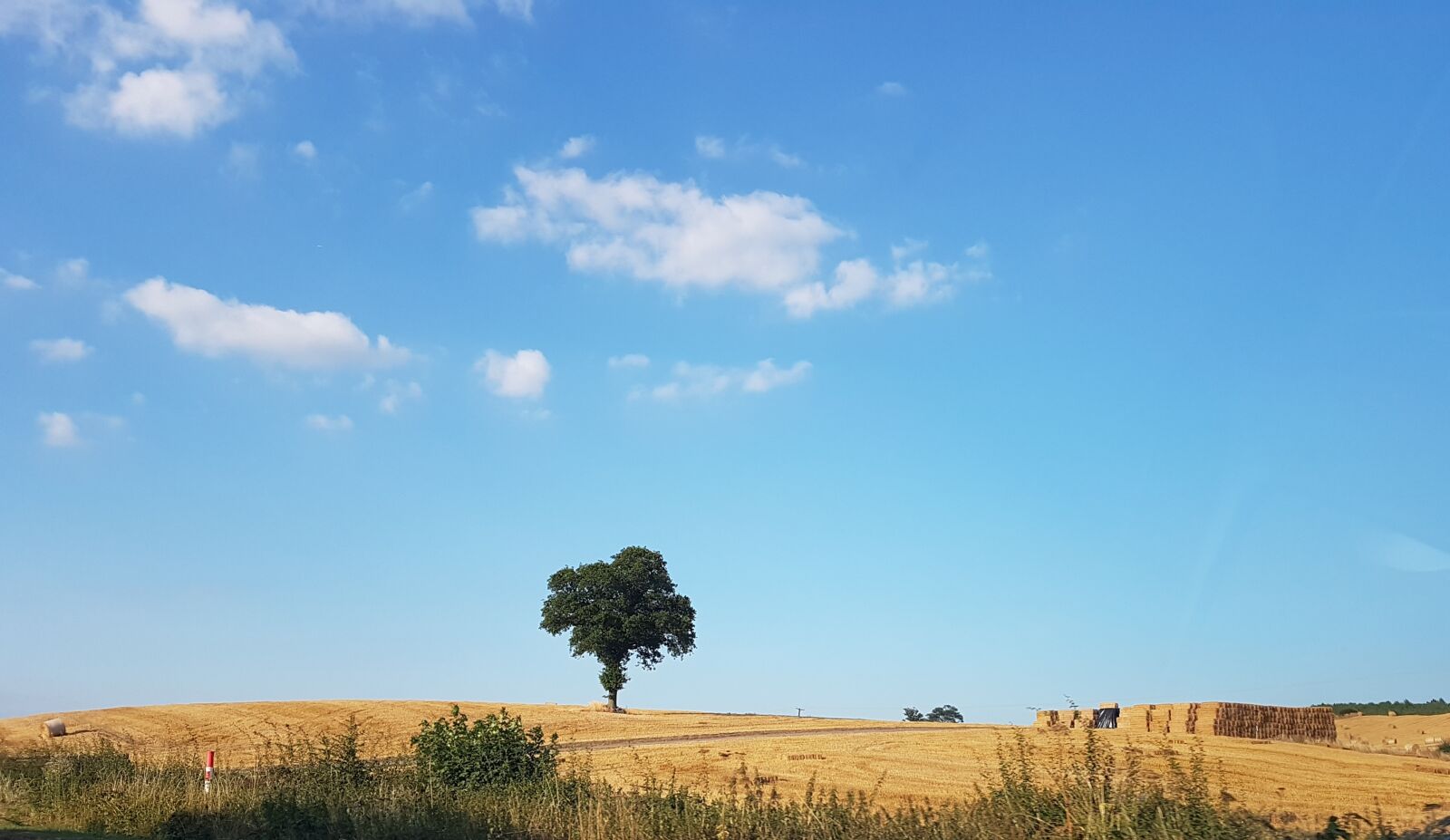 Samsung Galaxy S7 Edge sample photo. Landscape, tree, nature photography