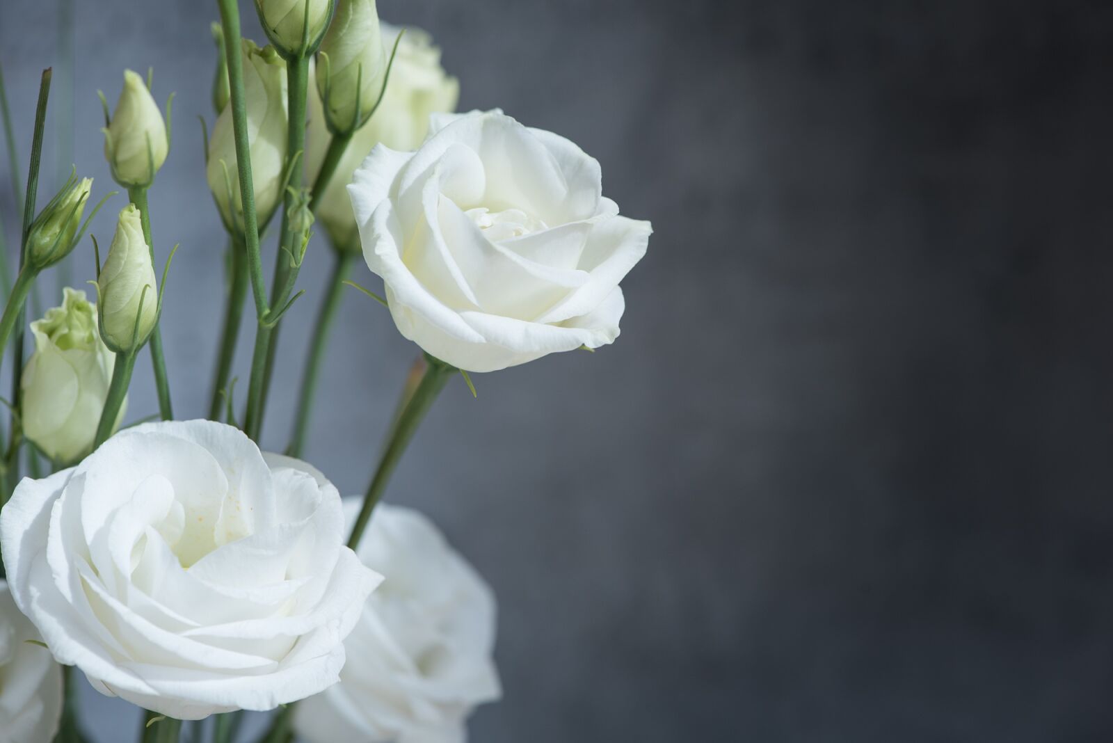 Nikon D750 sample photo. Lisianthus, flower, blossom photography