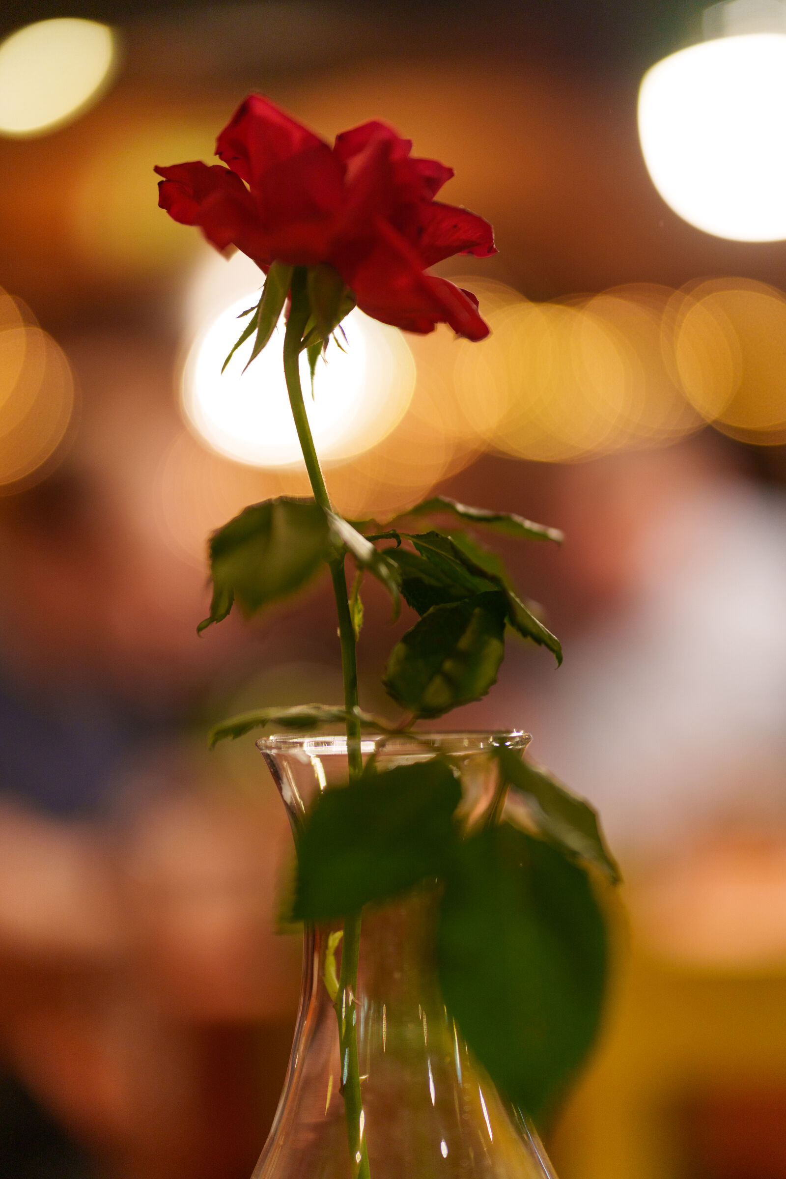 Sony a7R V sample photo. Flower bokeh photography
