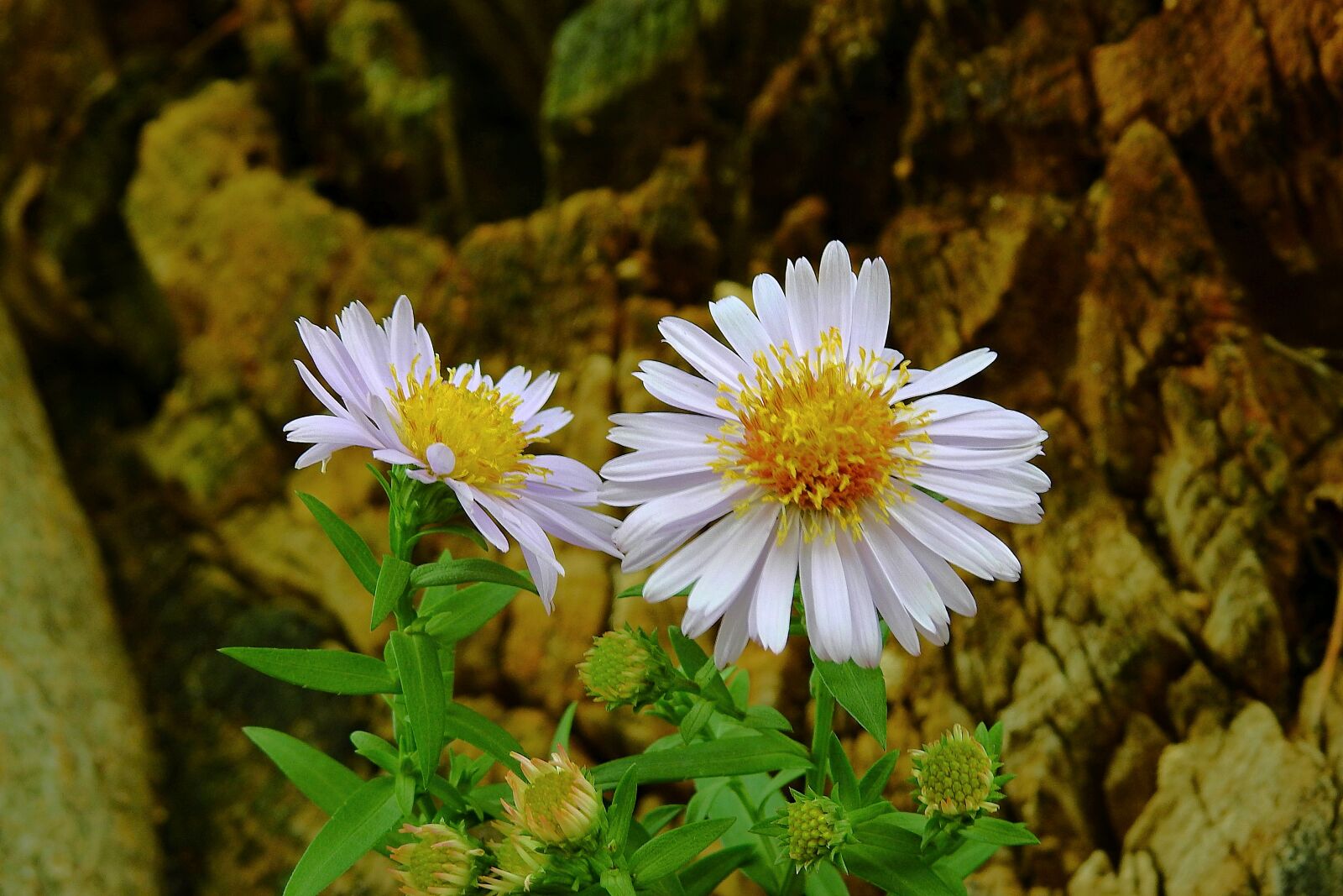 Nikon Coolpix P900 sample photo. Flowers, the beauty of photography
