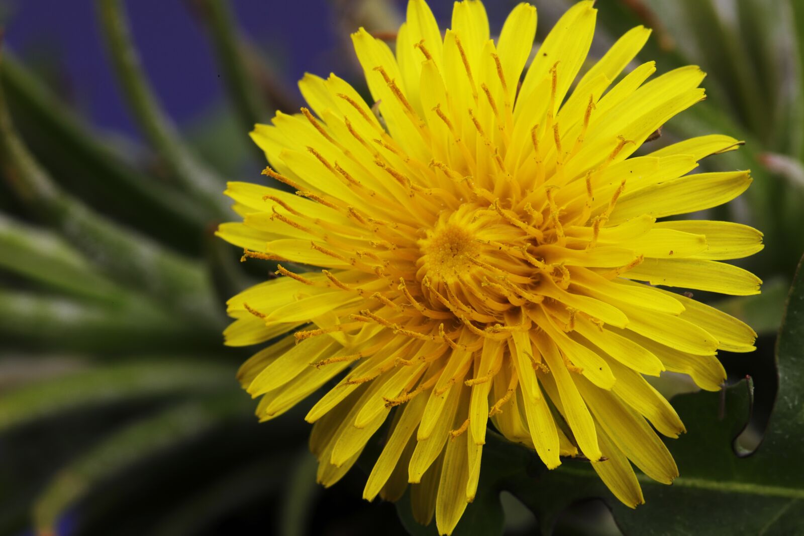 Canon EOS 6D Mark II sample photo. Spring, dandelion, flowers photography