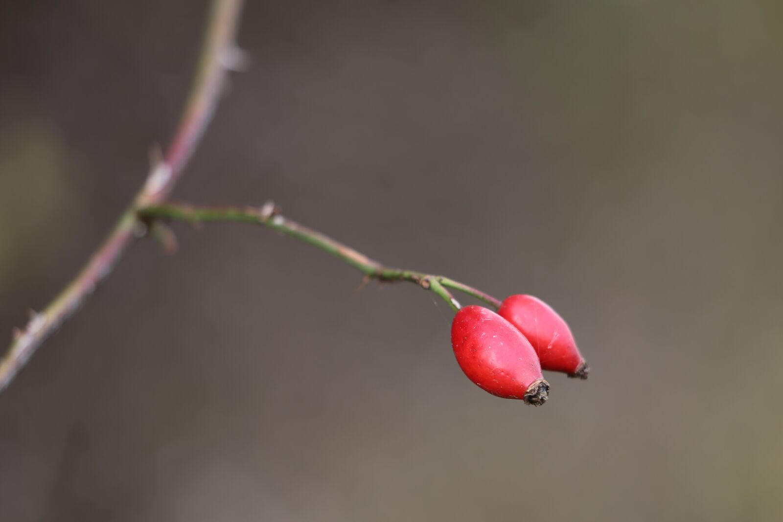 Canon EF 70-300 F4-5.6 IS II USM sample photo. Dog rose, rose hip photography