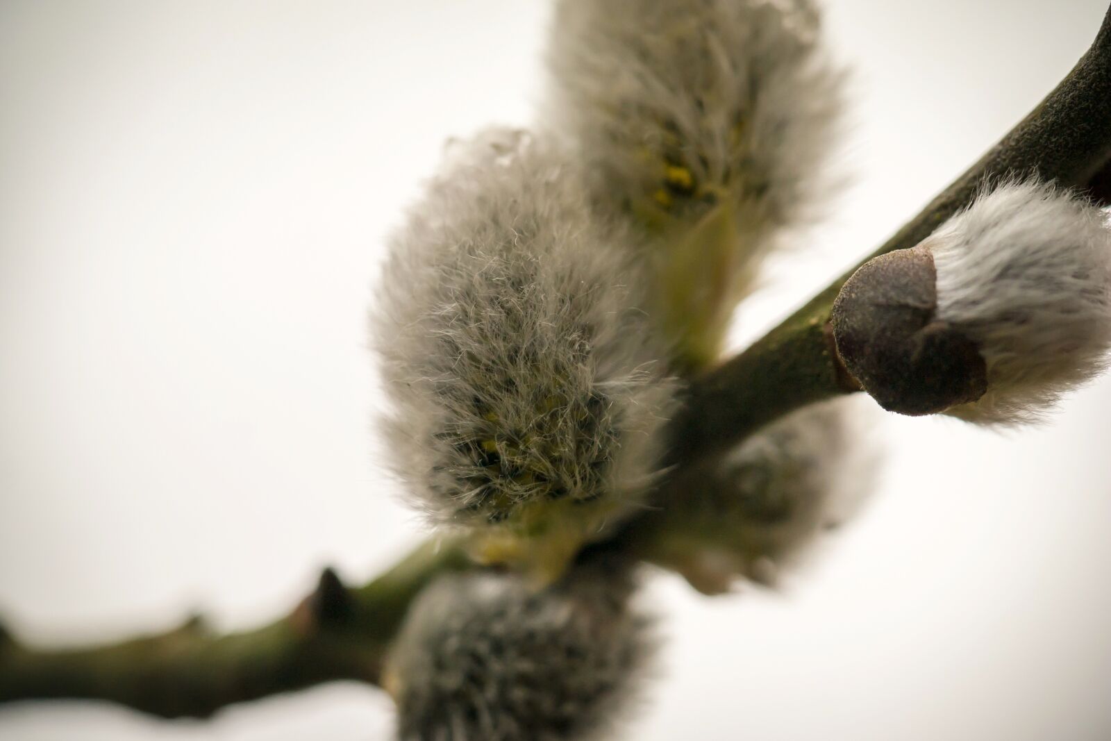 Samsung NX300M sample photo. Kitten, willow catkin, pasture photography