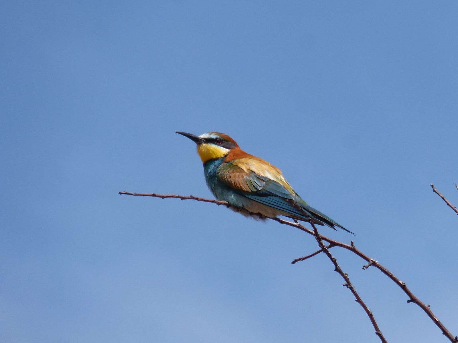 Panasonic DMC-FZ62 sample photo. Bird, bee-eater, abellerol photography