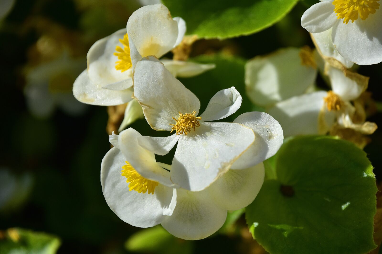 Nikon D7200 sample photo. Plants, flower, garden photography