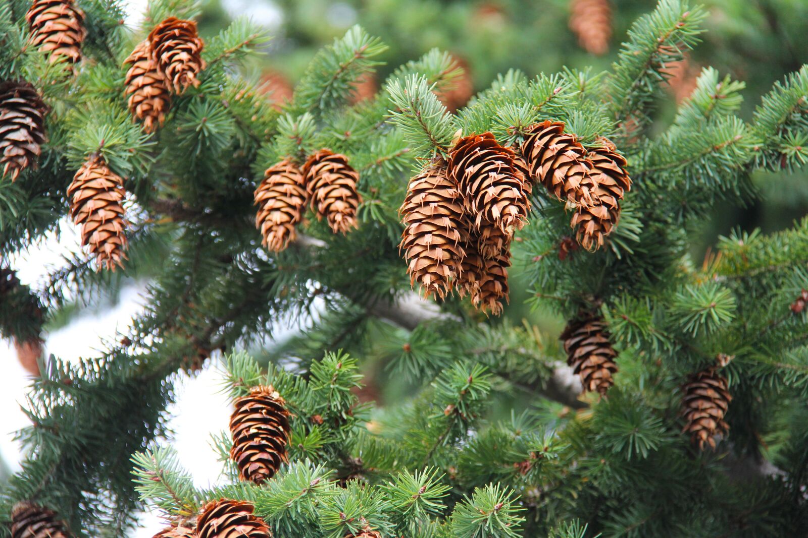 Canon EF-S 18-200mm F3.5-5.6 IS sample photo. Pinecone, cones, tree photography