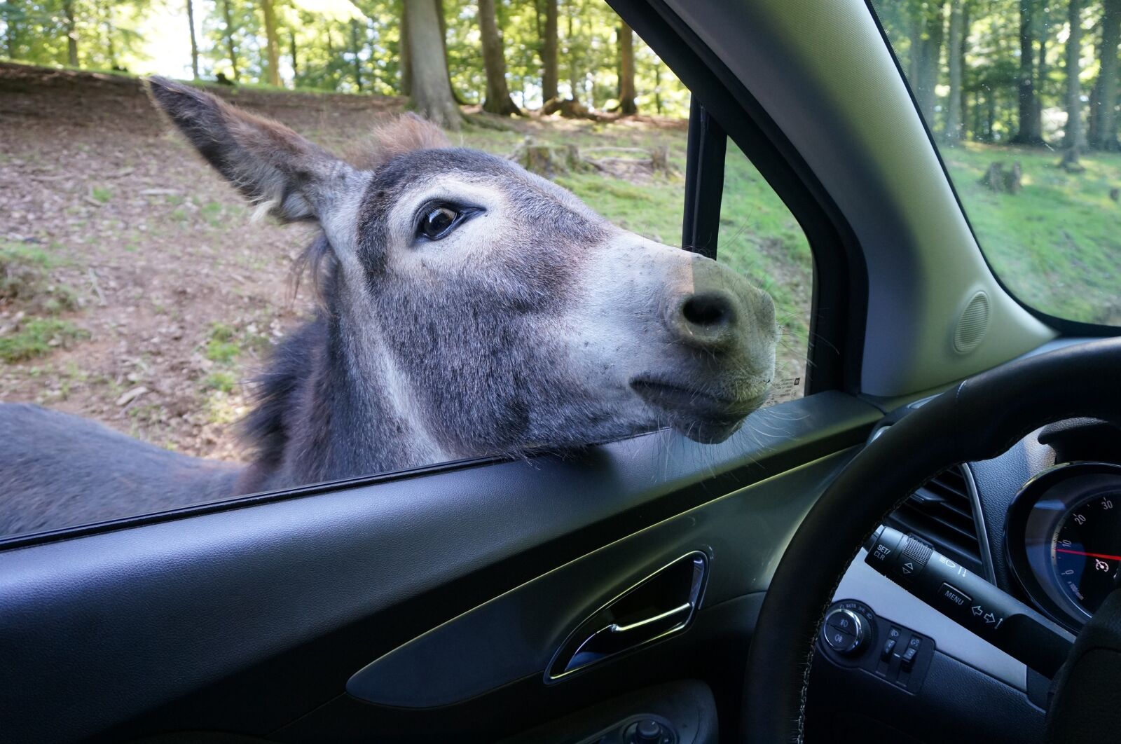 Sony Alpha NEX-5R sample photo. Donkey, auto, zoo photography