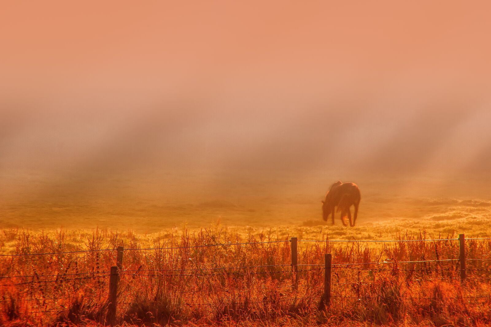 Canon EOS 60D sample photo. Sunrise, dawn, fog photography