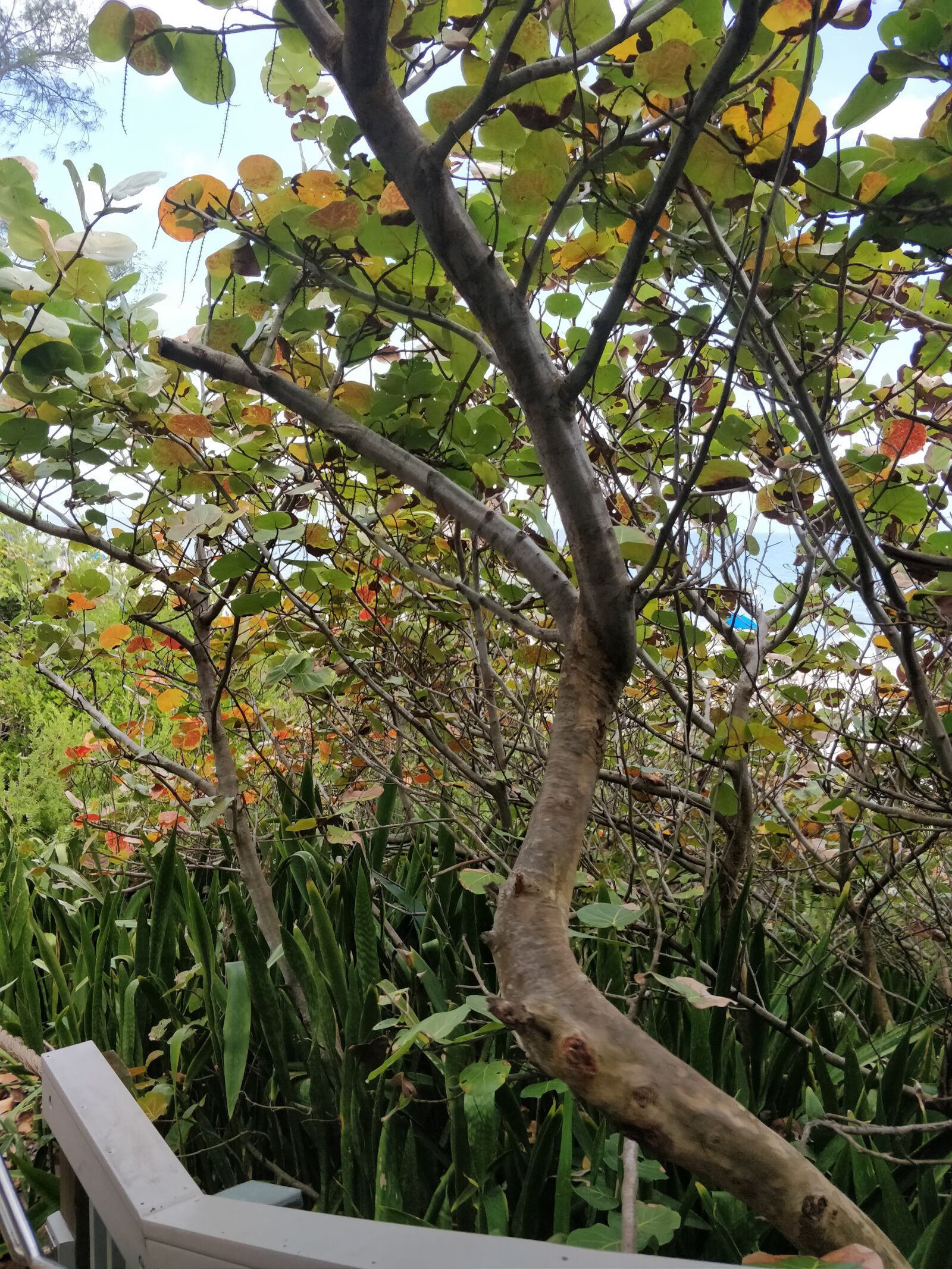 OnePlus 5T sample photo. Tree, florida, calm photography