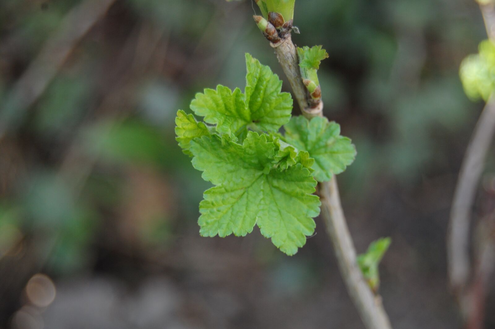 Nikon D40 sample photo. Currant bush, bud, leaf photography