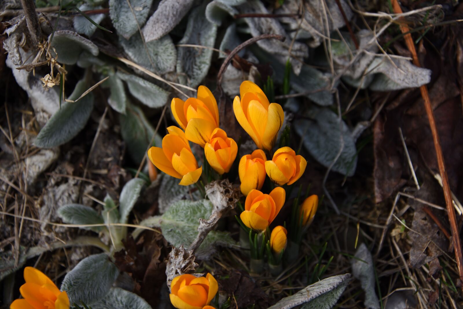 Nikon D3400 sample photo. Crocus, saffron, flower photography