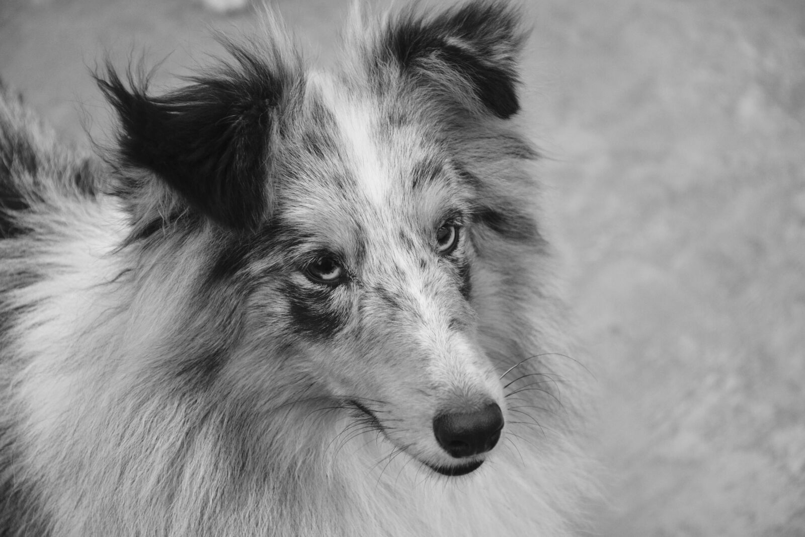 Nikon D5200 sample photo. Dog, bitch, shetland sheepdog photography