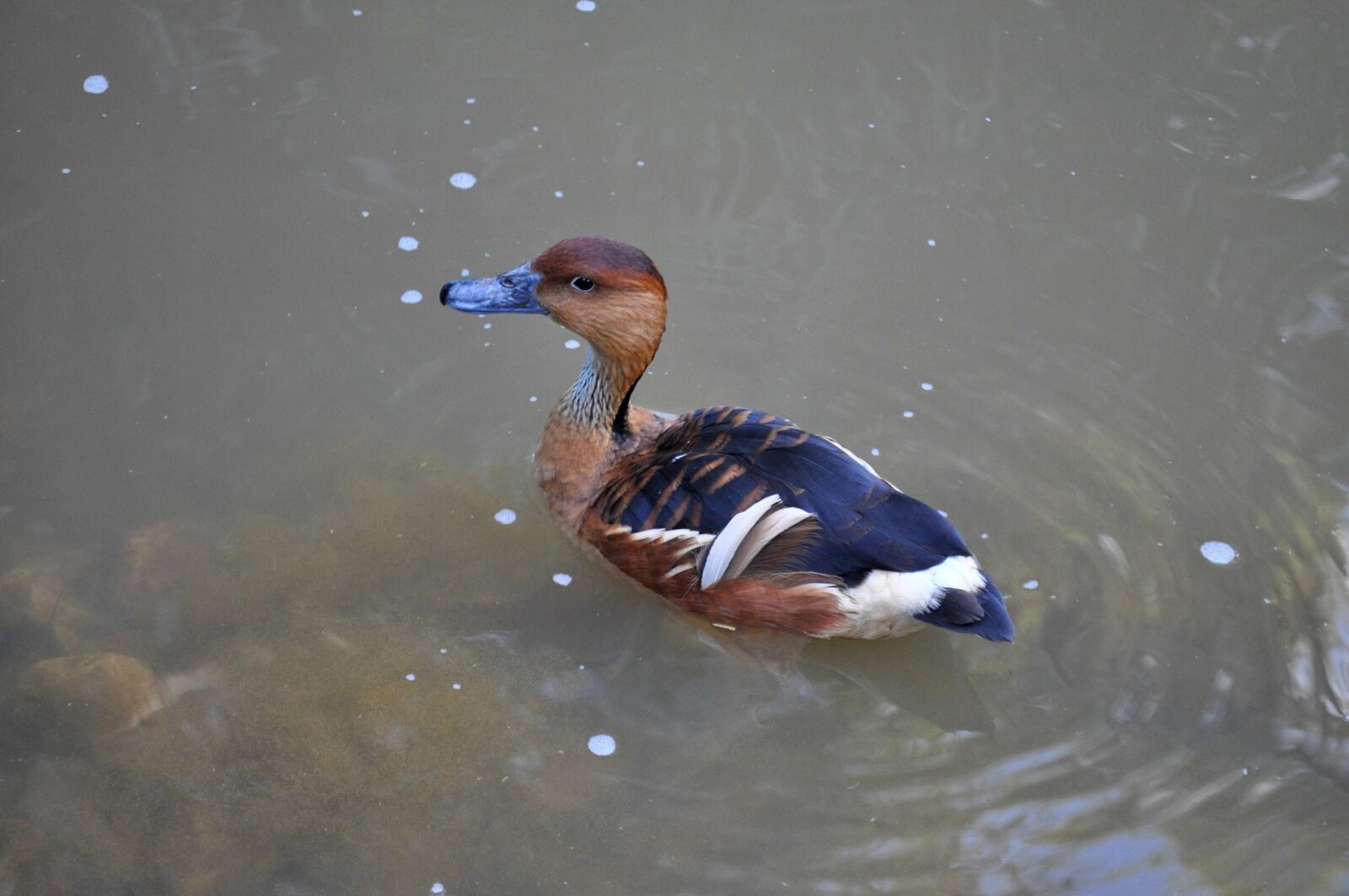 Nikon D5000 sample photo. Colorful, duck, swims, water photography