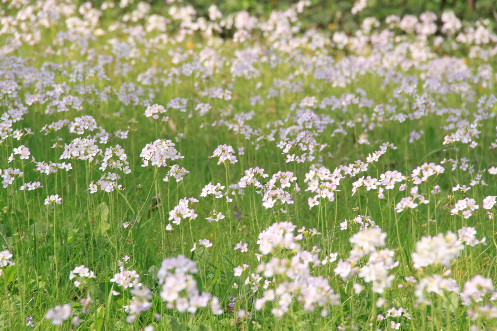 Canon EOS 500D (EOS Rebel T1i / EOS Kiss X3) sample photo. Smock, franconian switzerland, spring photography