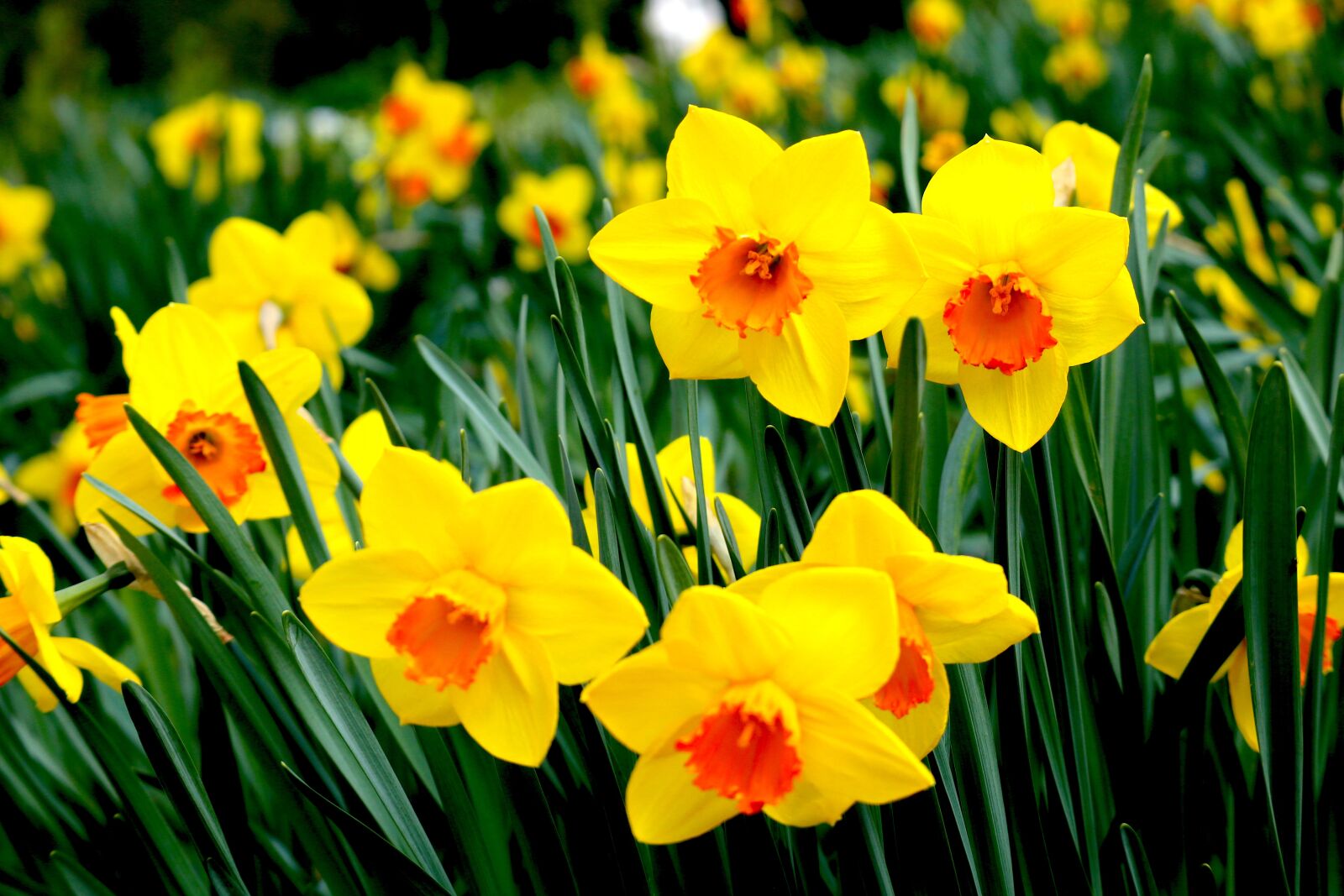Canon EOS M100 sample photo. Snowflake, spring, yellow photography