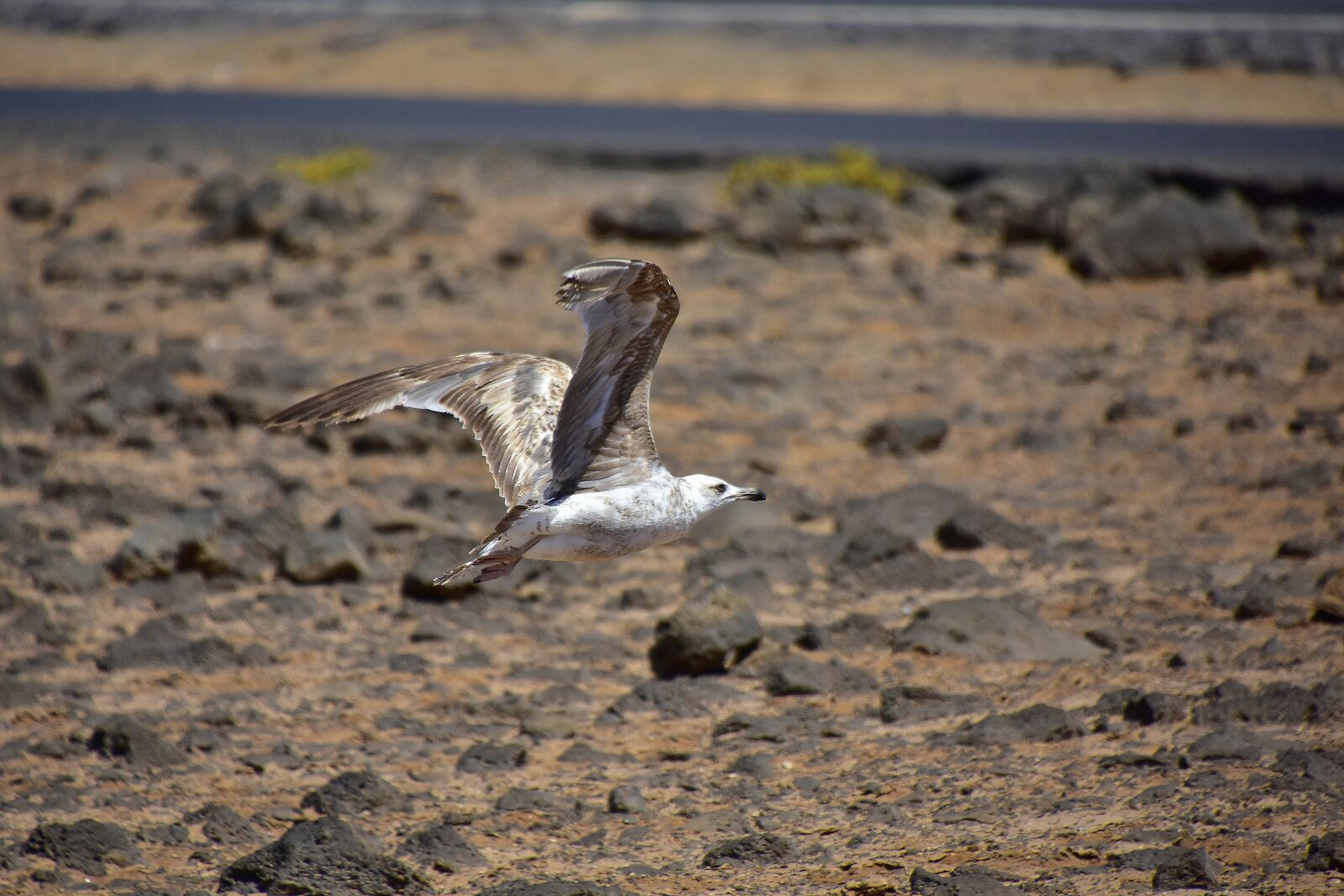 Nikon D7200 sample photo. Birds, seagull, fuerteventura photography