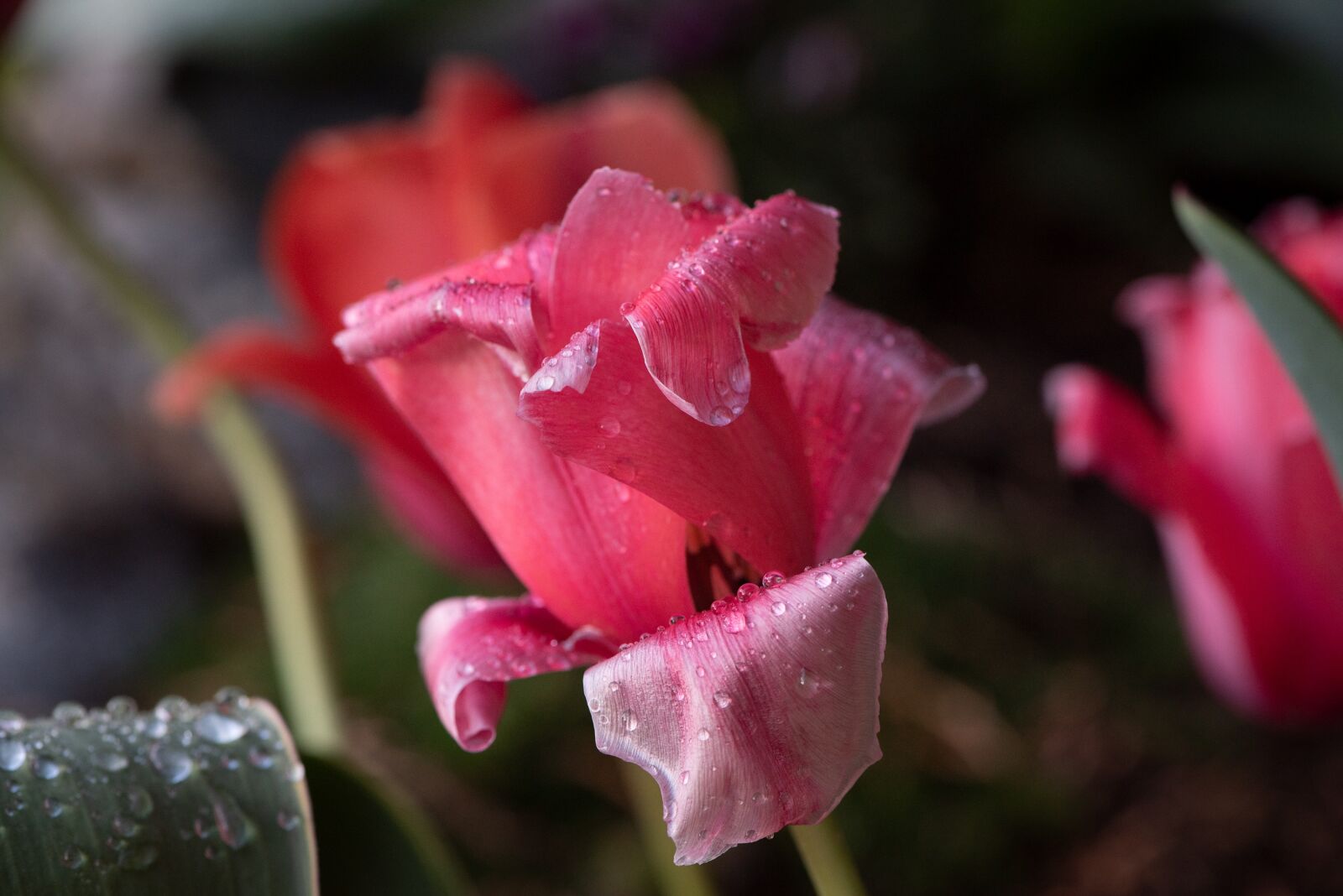Nikon D750 sample photo. Tulips, red, garden photography