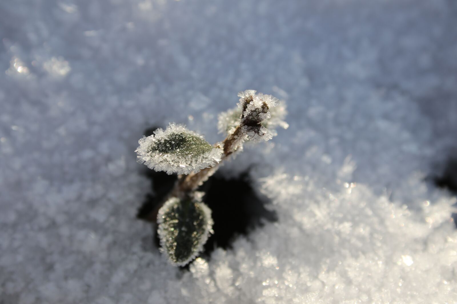 Canon EF-S 18-55mm F3.5-5.6 II sample photo. Frost, snow, winter photography