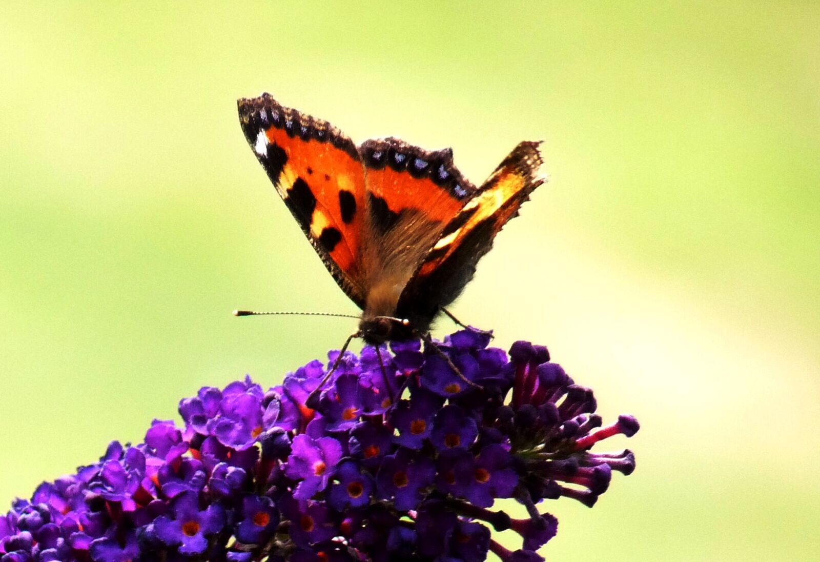 Panasonic Lumix DMC-FZ28 sample photo. Flower, detail, butterfly photography
