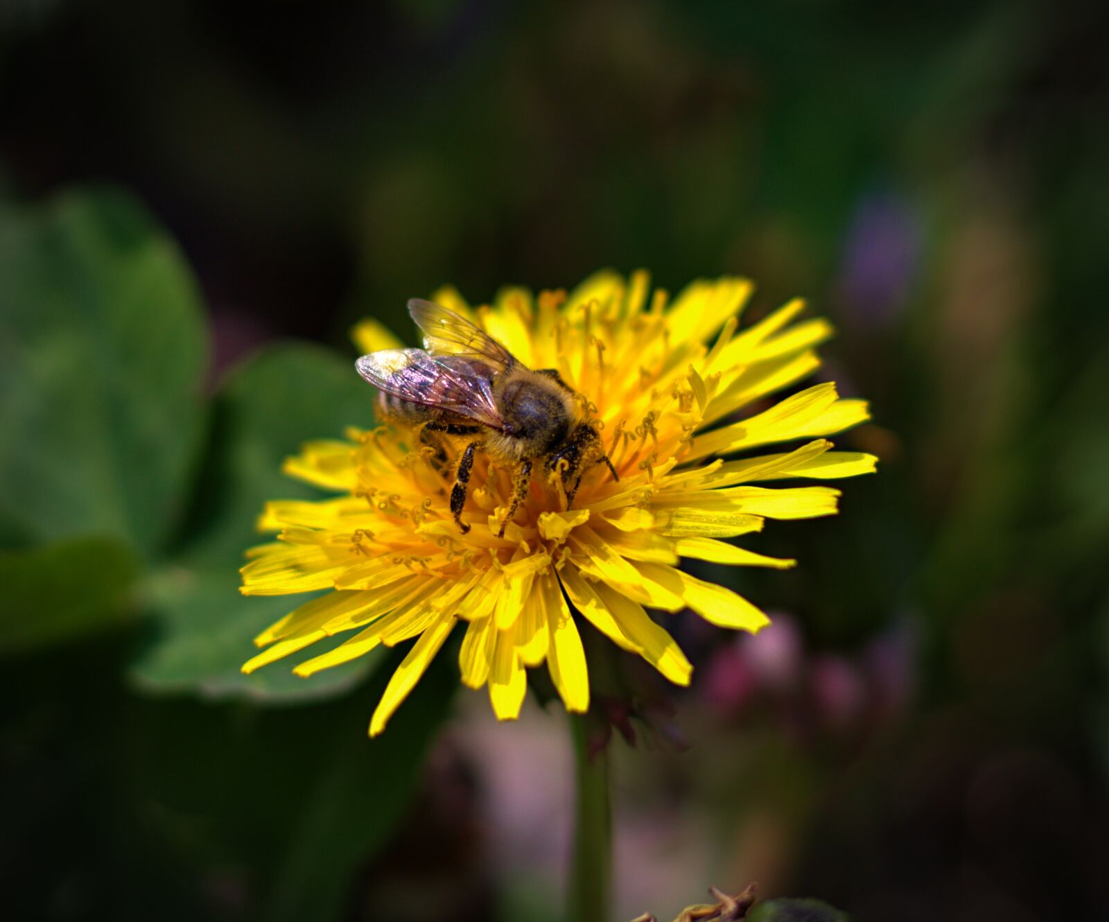 Canon EOS 200D (EOS Rebel SL2 / EOS Kiss X9) sample photo. "Bee, nature, spring" photography