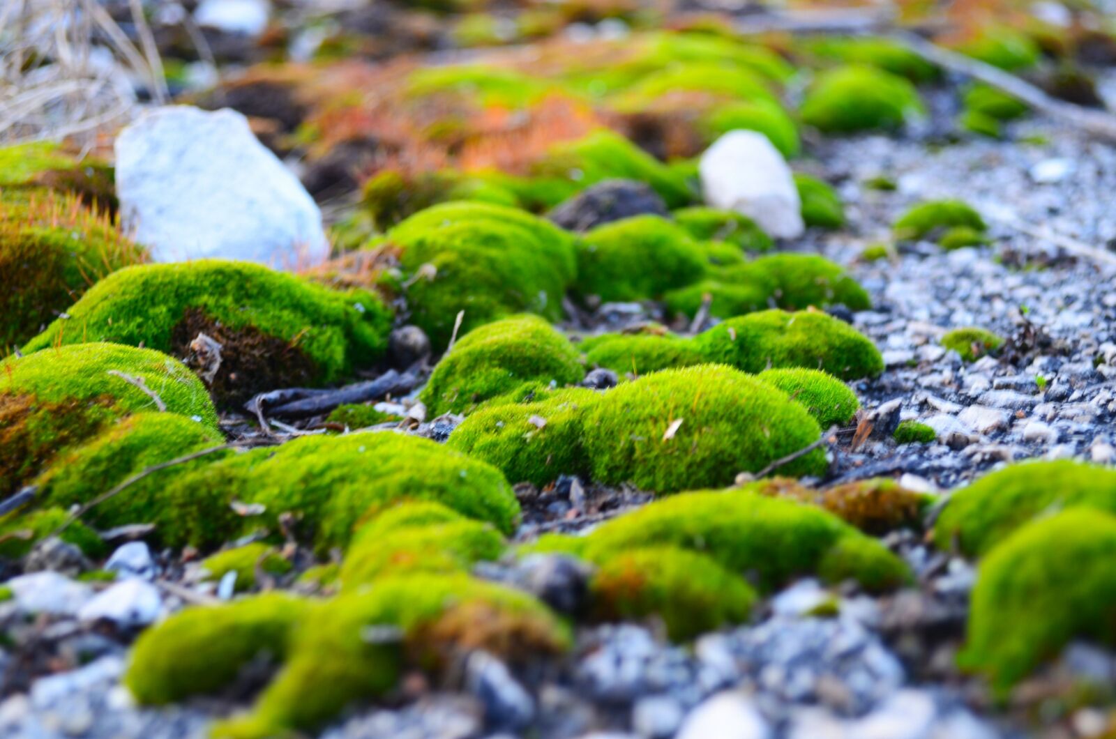 Nikon D5100 sample photo. Green, moss, stones photography
