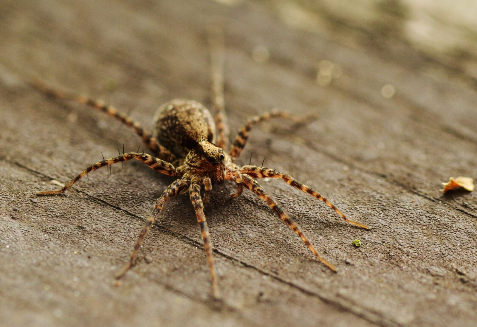 Nikon D3200 sample photo. Spider, macro, insect photography