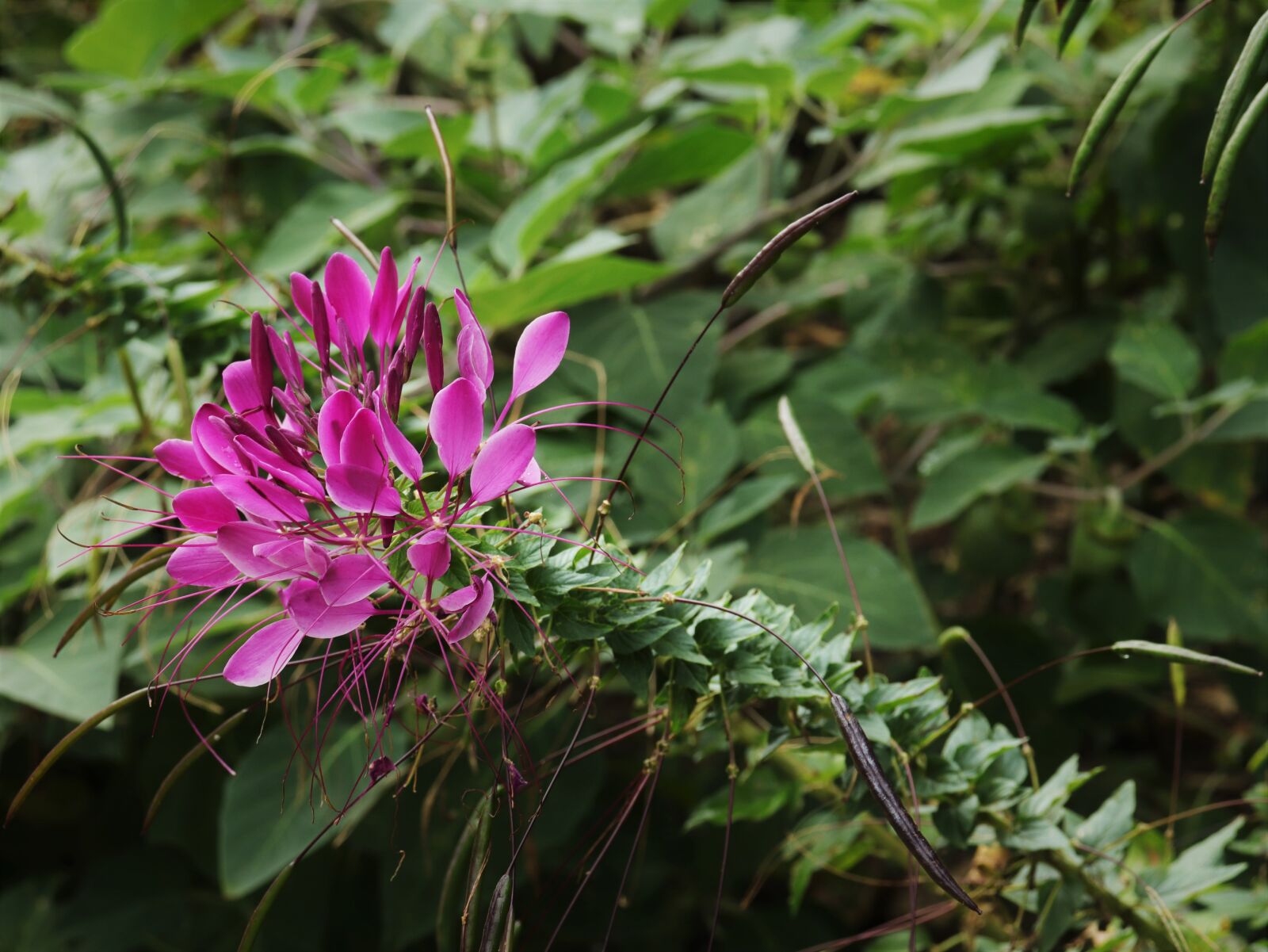 Canon EOS 800D (EOS Rebel T7i / EOS Kiss X9i) sample photo. Wood, trees, plants photography