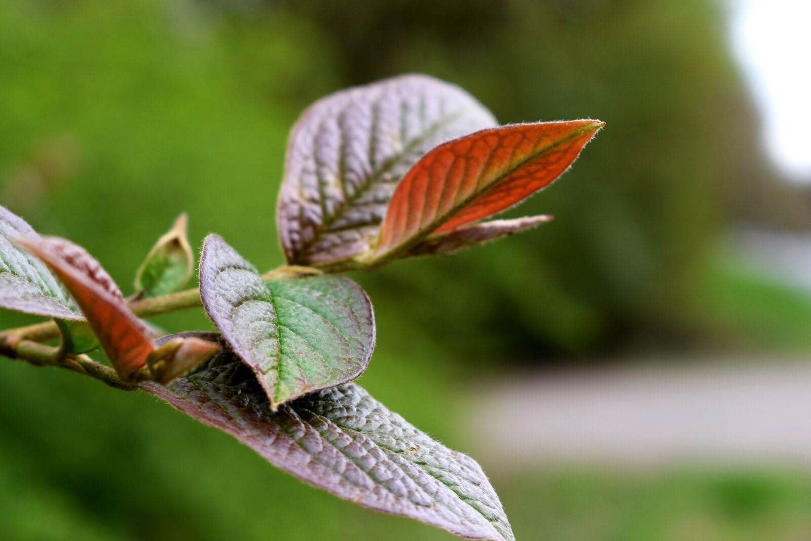 Nikon D3300 sample photo. Tree, leaves, leaf photography