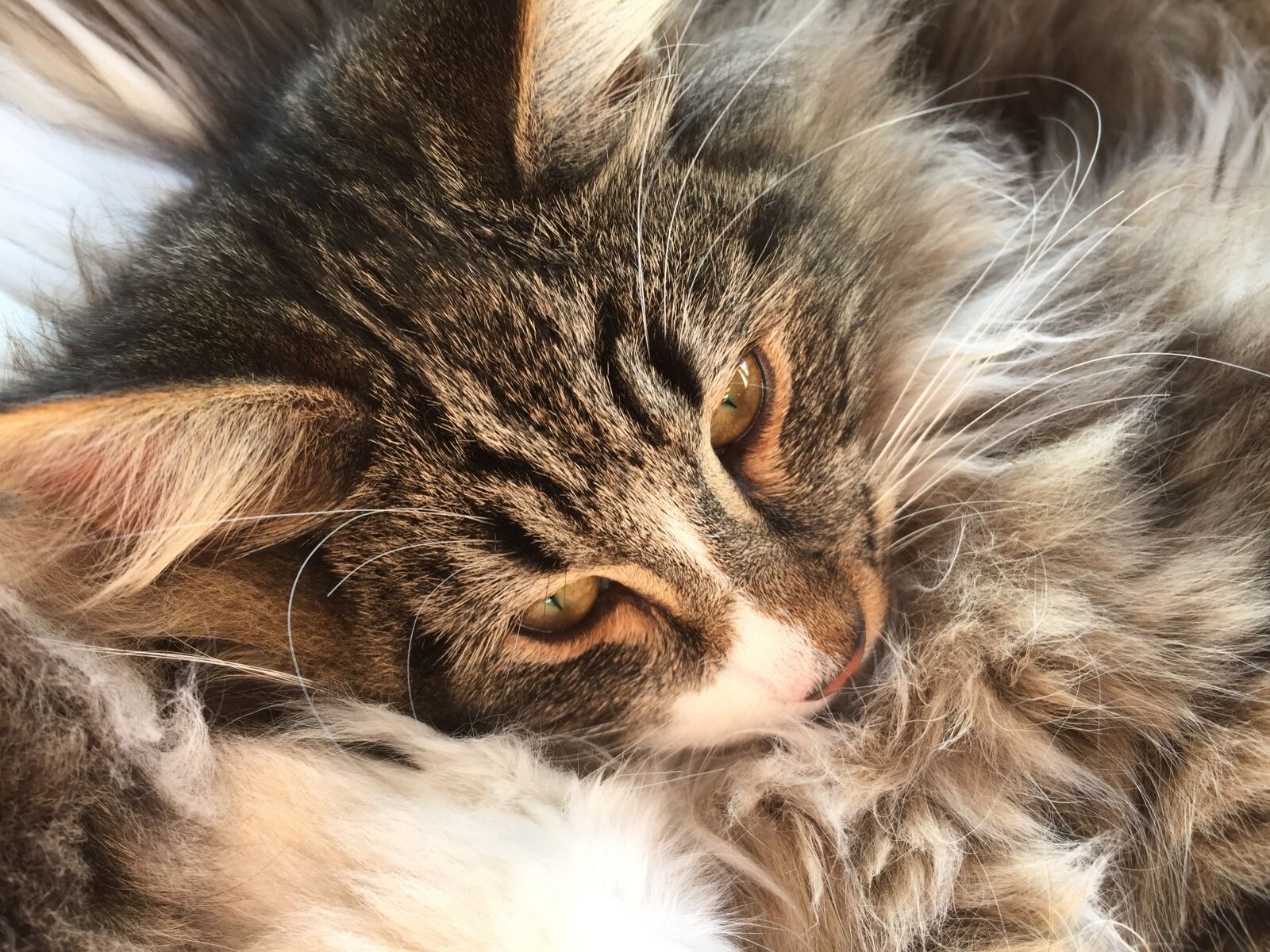 Apple iPhone 6 sample photo. Chat, norvégien, gris photography