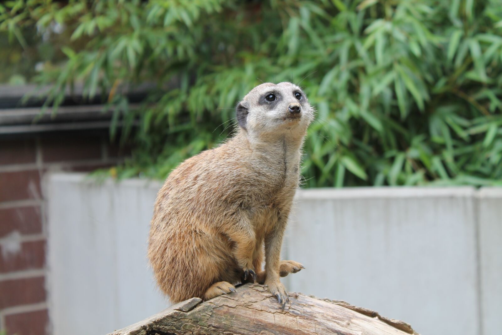Canon EOS 1100D (EOS Rebel T3 / EOS Kiss X50) sample photo. Meerkat, animal world, tiergarten photography