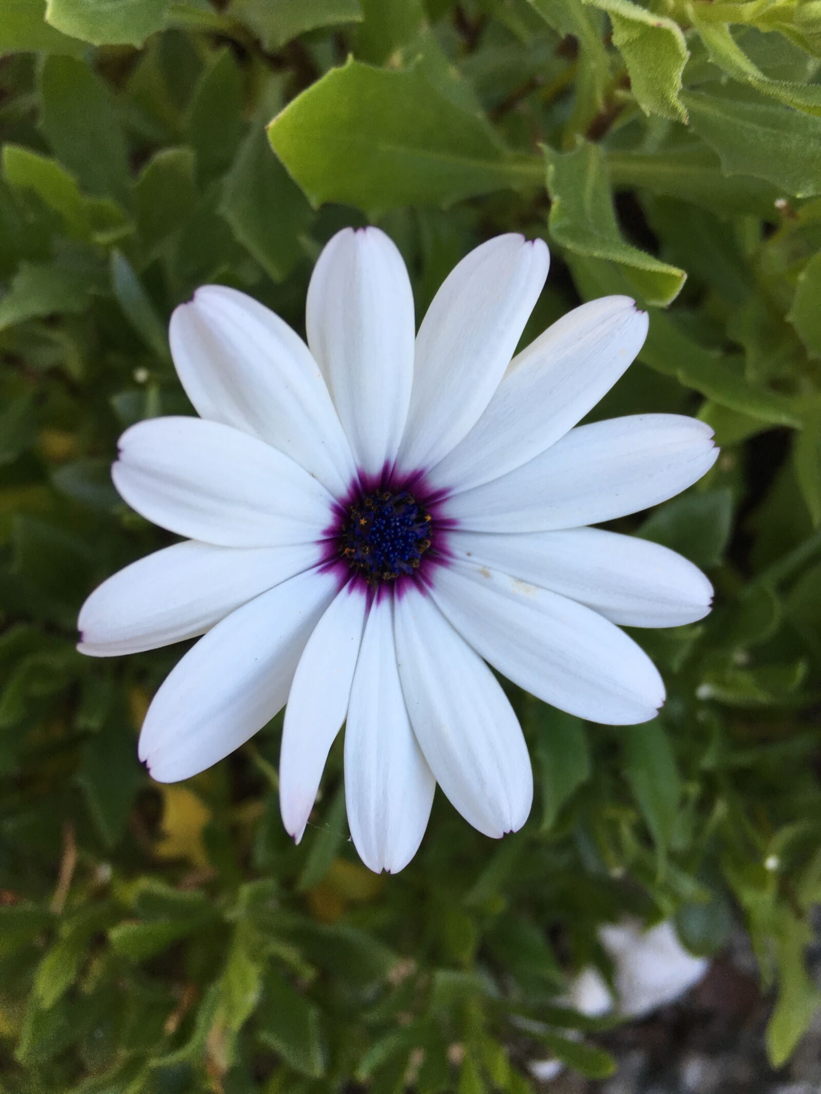 Apple iPhone 6s Plus sample photo. Flower, white, flowers photography