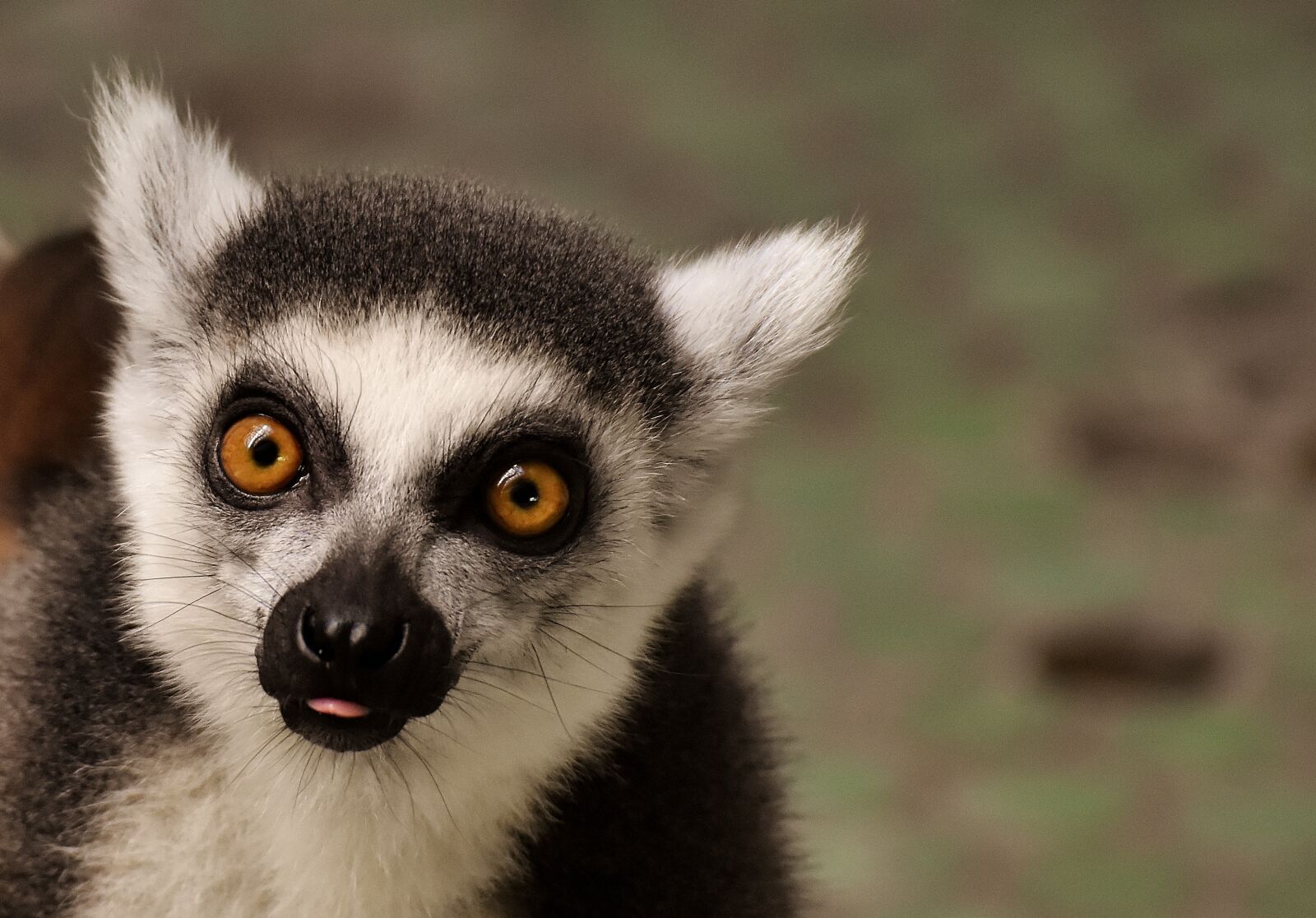 Nikon D7200 sample photo. Monkey, lemur, cute photography
