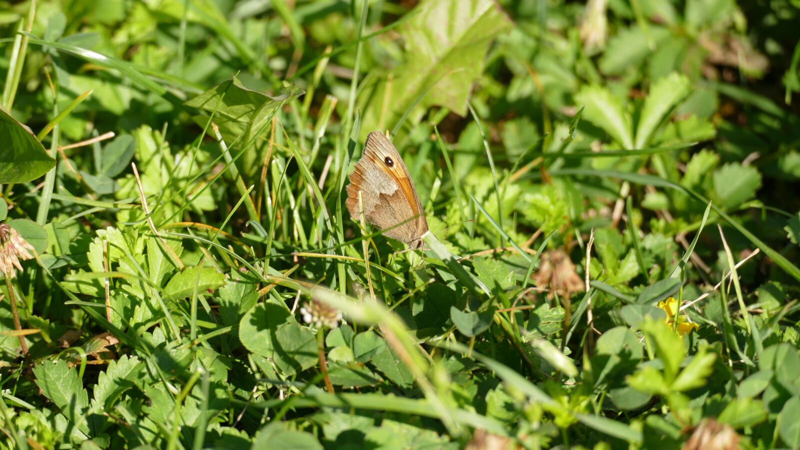 Panasonic Lumix DMC-FZ1000 sample photo. Butterfly, meadow, nature photography