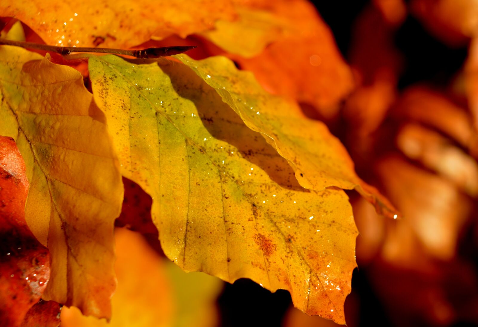 Nikon D3200 sample photo. Beech leaves, autumn colours photography
