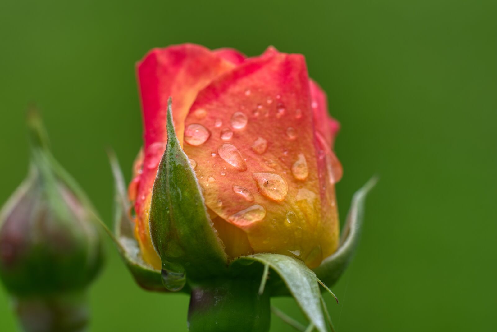 Nikon D750 sample photo. Rose, bud, blossom photography