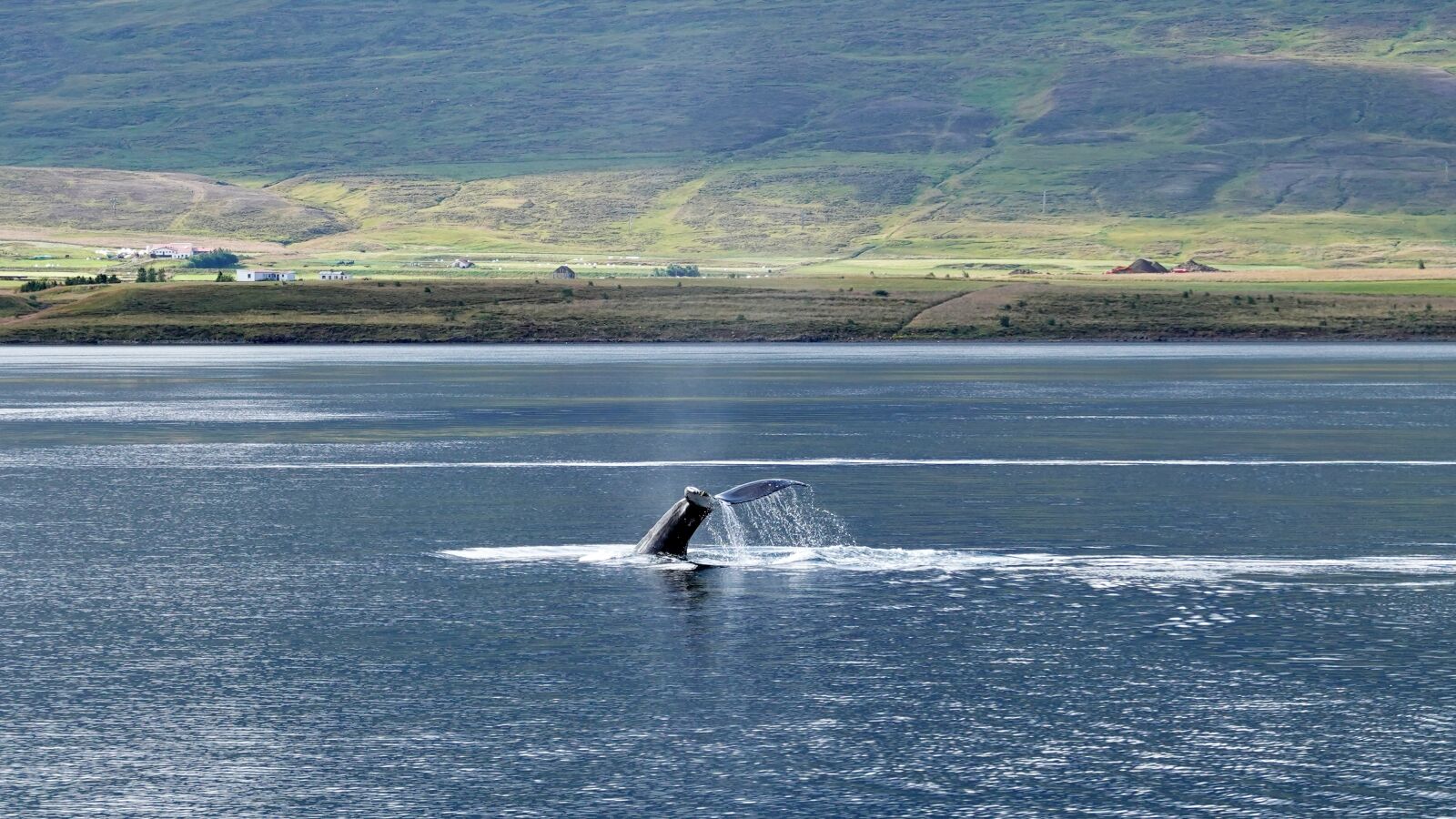 Sony Cyber-shot DSC-RX100 VI sample photo. Whale, the humpback whale photography