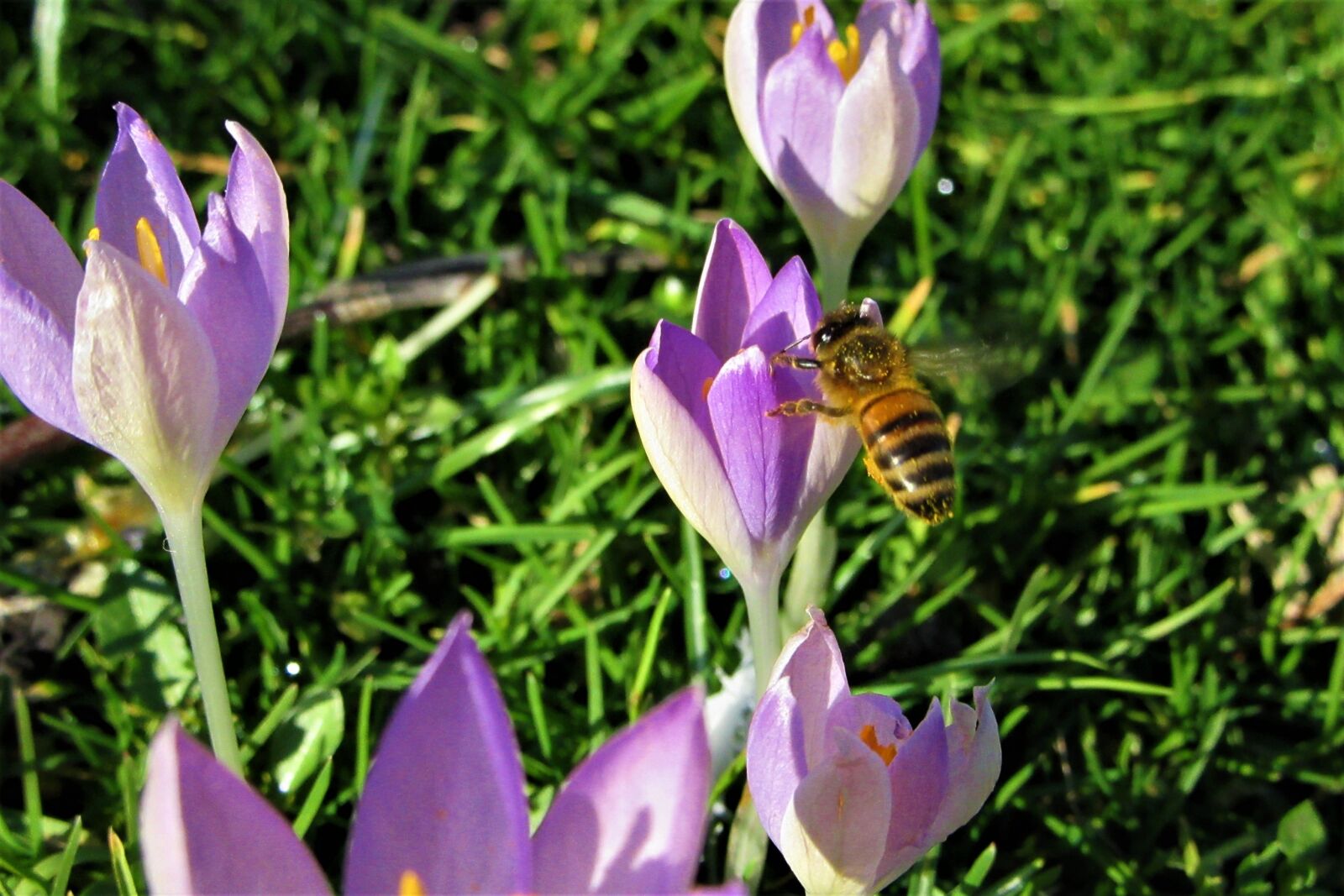 Canon PowerShot SX610 HS sample photo. Crocus, spring flowers, bee photography