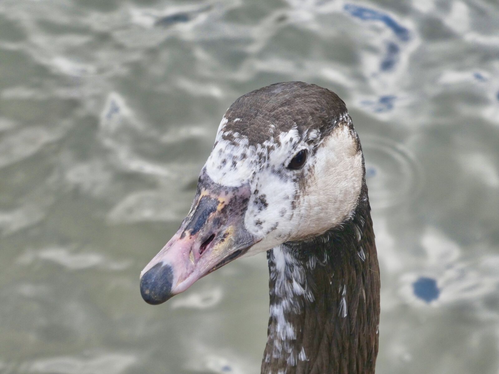 Panasonic Lumix DC-ZS70 (Lumix DC-TZ90) sample photo. Duck, bill, head photography