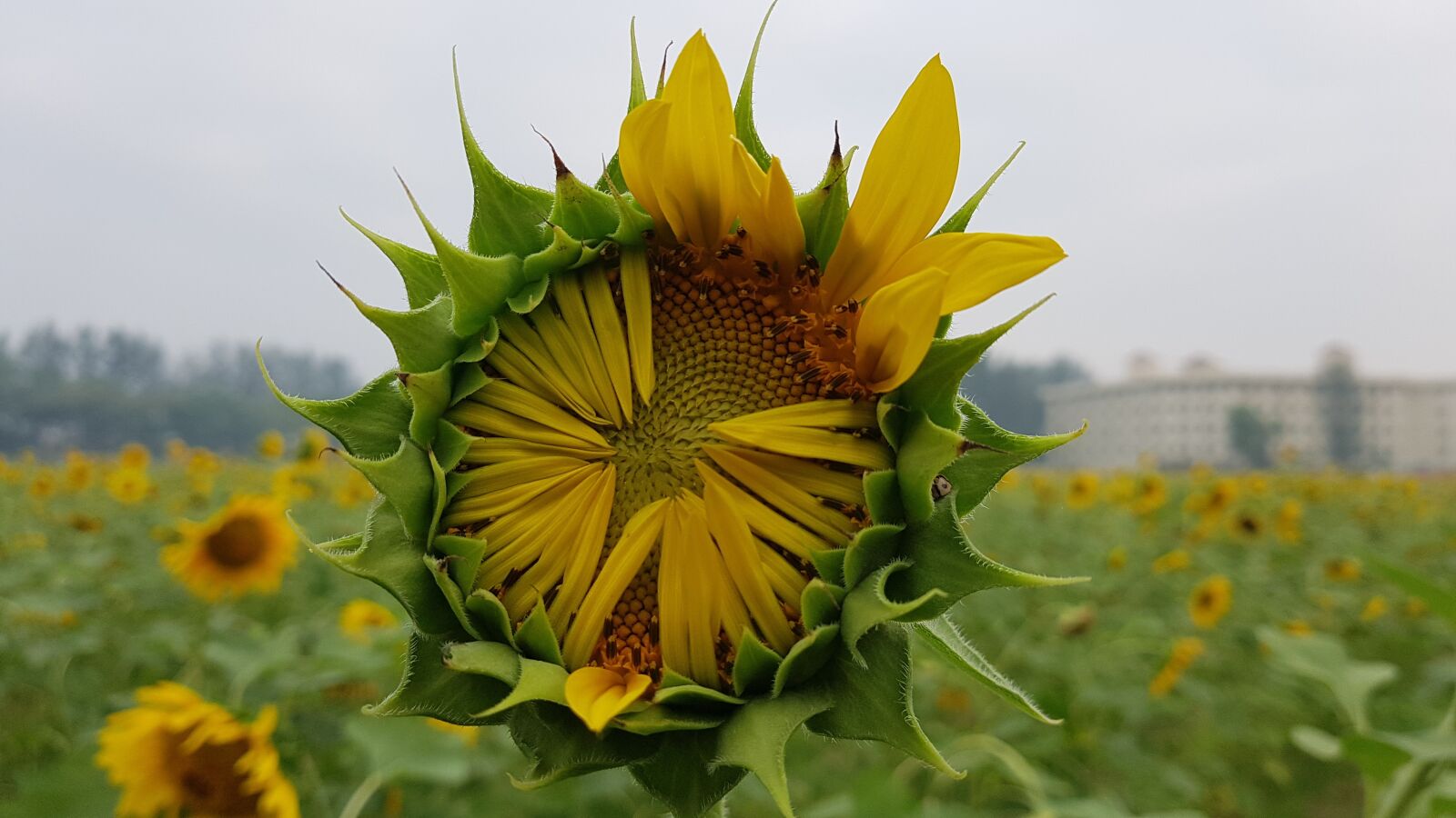 Samsung Galaxy Note Fan Edition sample photo. Bloom, petal, yellow photography
