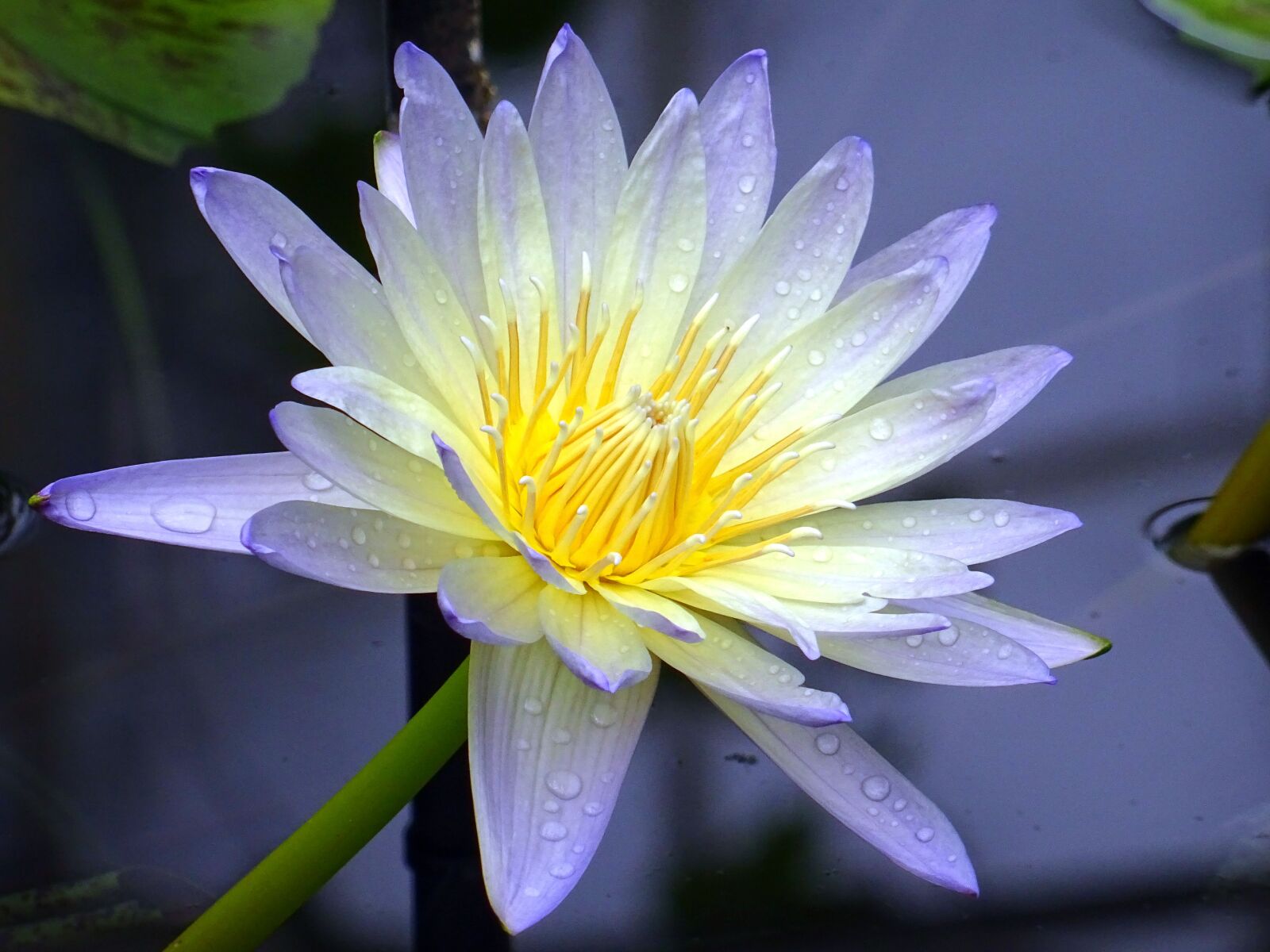 Sony DSC-HX60 sample photo. Aquatic, aquatic, plant, beautiful photography