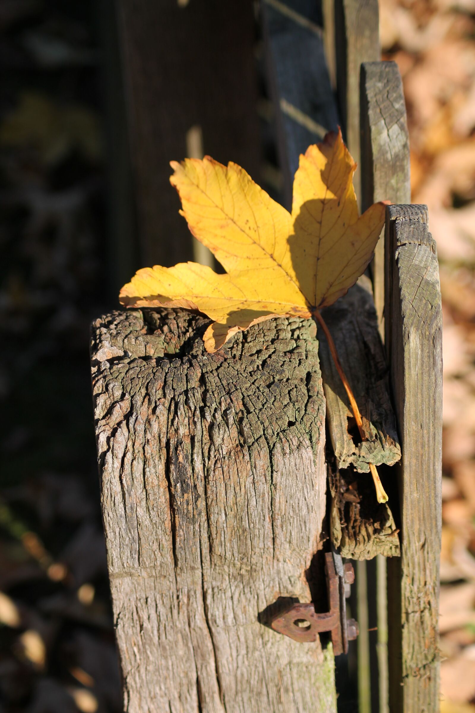 Canon EOS 1100D (EOS Rebel T3 / EOS Kiss X50) sample photo. Autumn, leaves, leaf photography