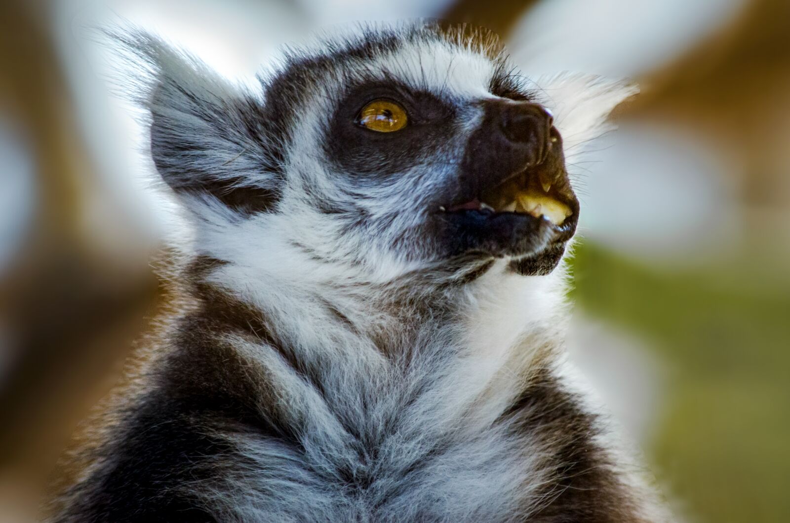 Nikon D5100 sample photo. Mammal, animal world, animal photography