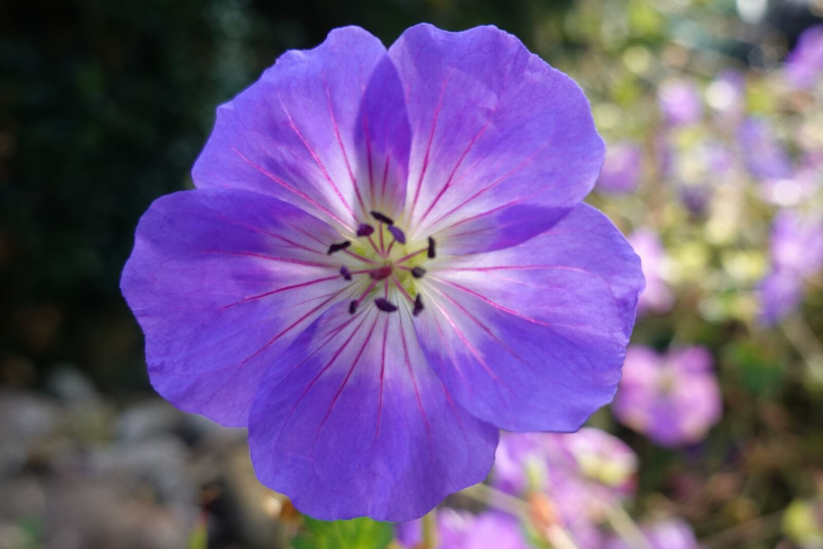 Sony DSC-RX100M7 sample photo. Flower, violet, nature photography