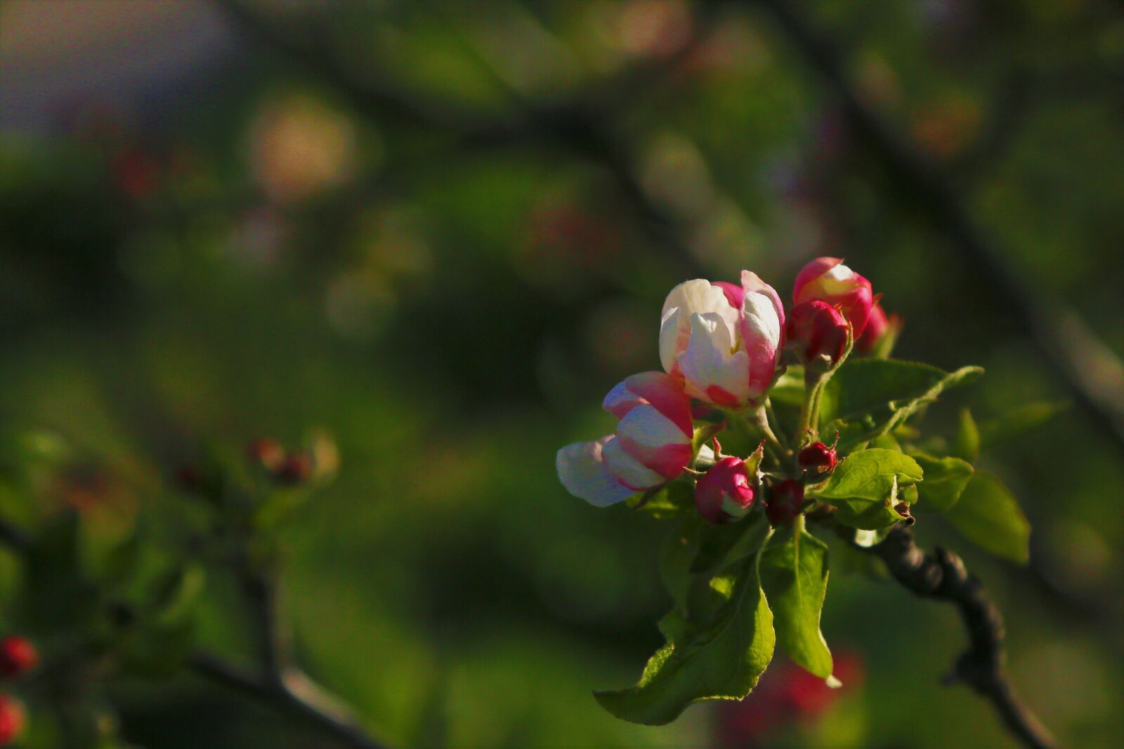 Canon EOS 5D Mark III sample photo. Flower, nature, bud photography