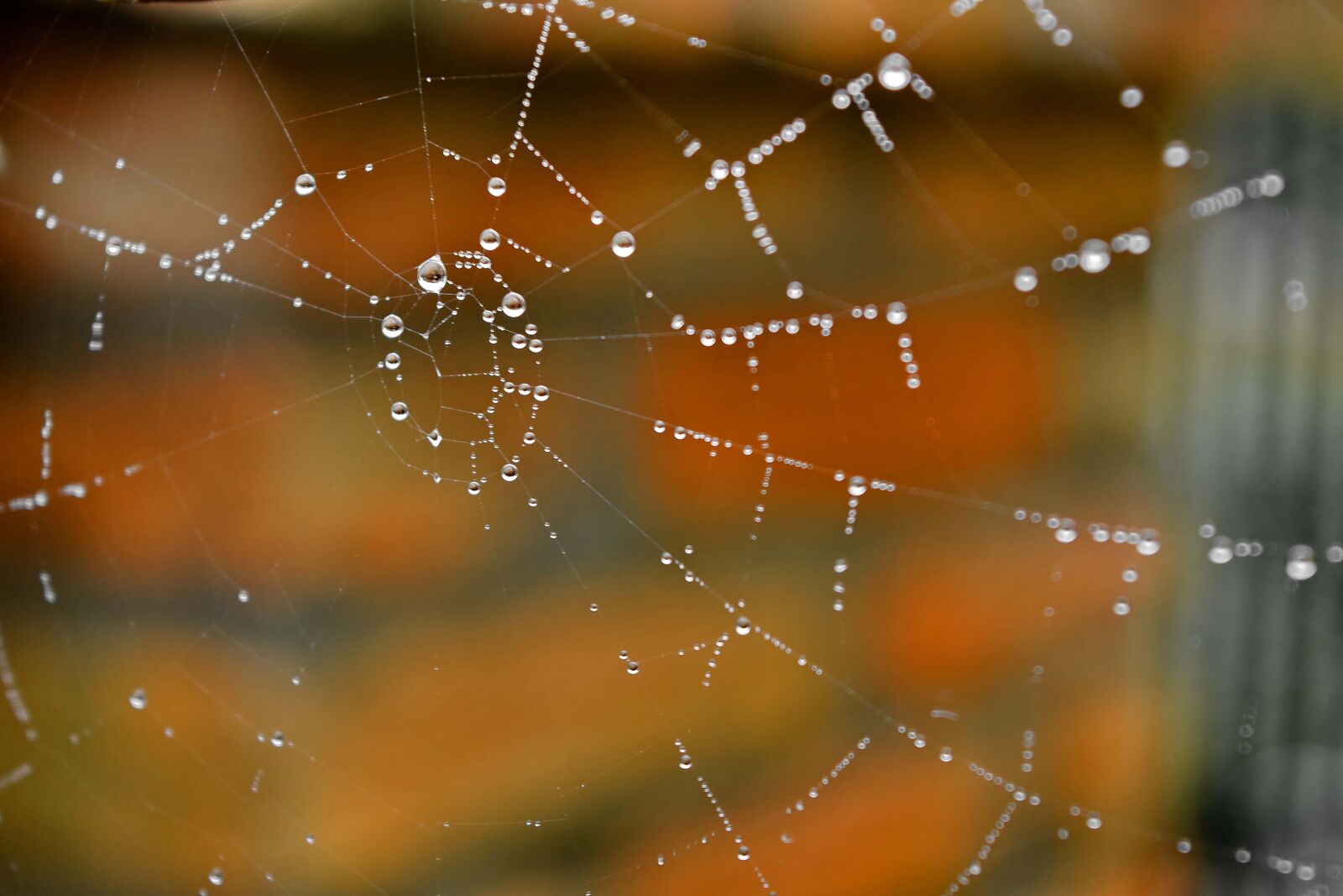 Nikon D5500 sample photo. Details, moisture, raindrop, spider photography