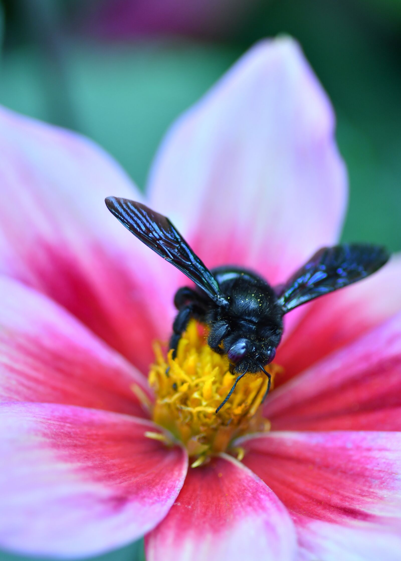 Nikon D500 + Tokina AT-X Pro 100mm F2.8 Macro sample photo. Bee, insect, pollination photography